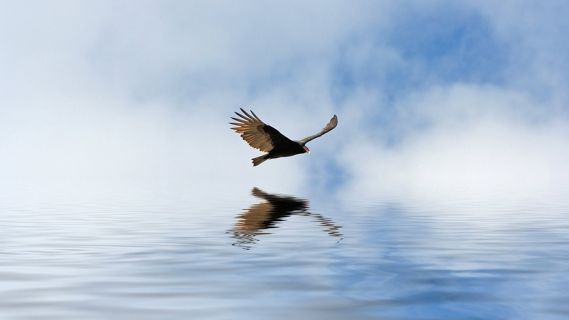 Condor, Bird, 1080P, Birds, HD Wallpaper