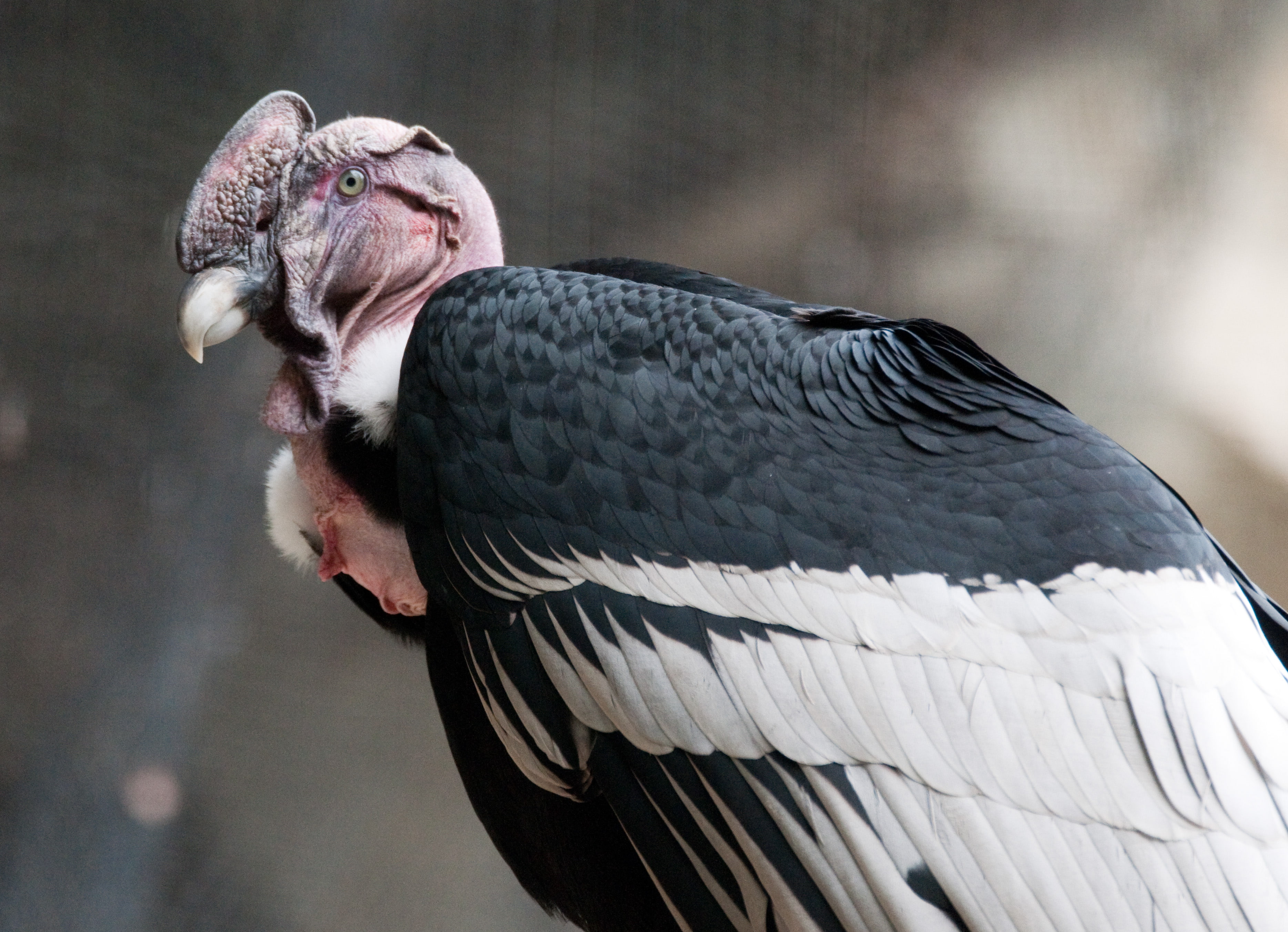 Animal, 2K, Andean condor, HD Wallpaper