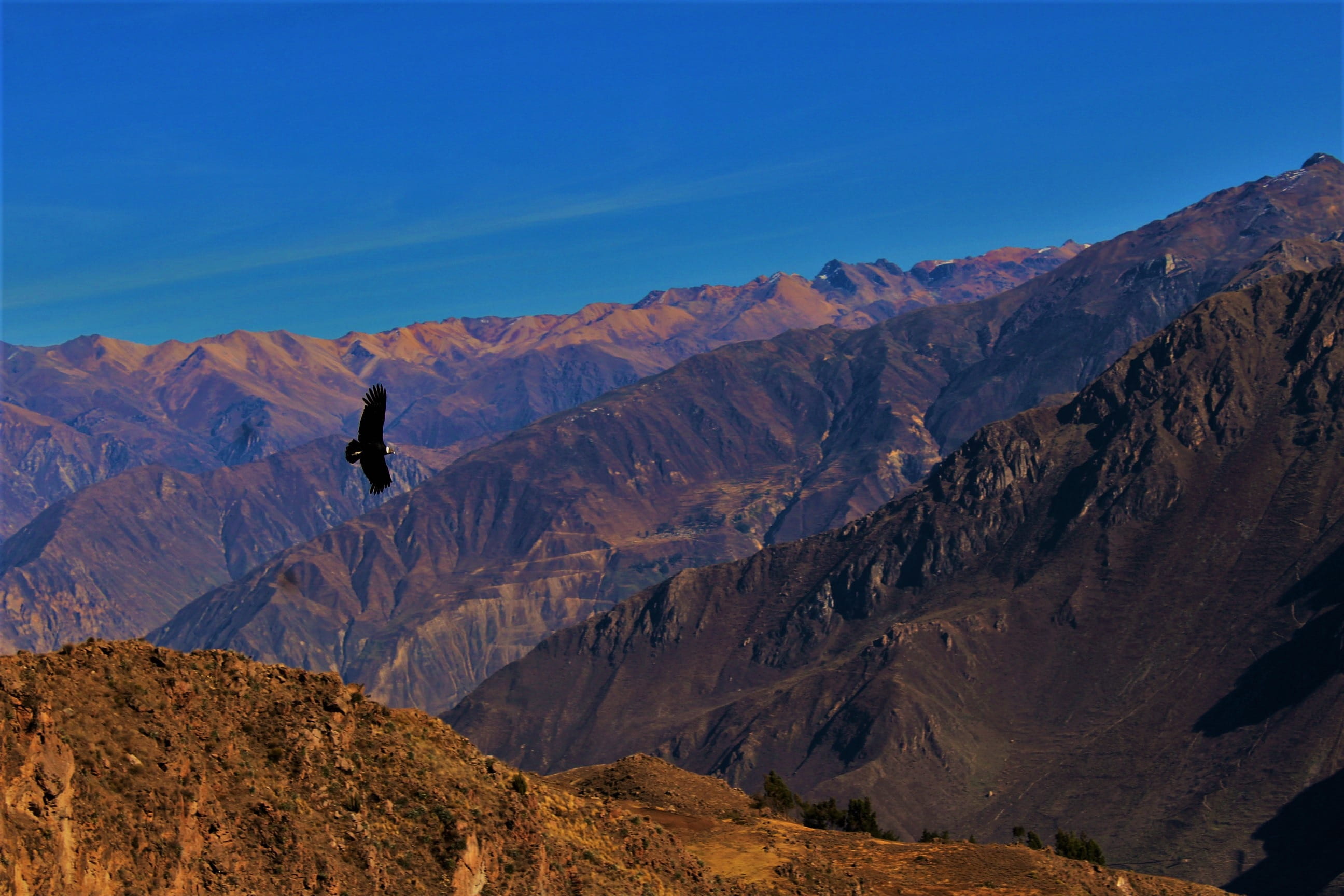 scenics - nature, beauty in nature, leisure activity, tranquility, Flight, scenics, mountain range, land, Colca Canyon, landscape, mountain peak, activity, HD Wallpaper