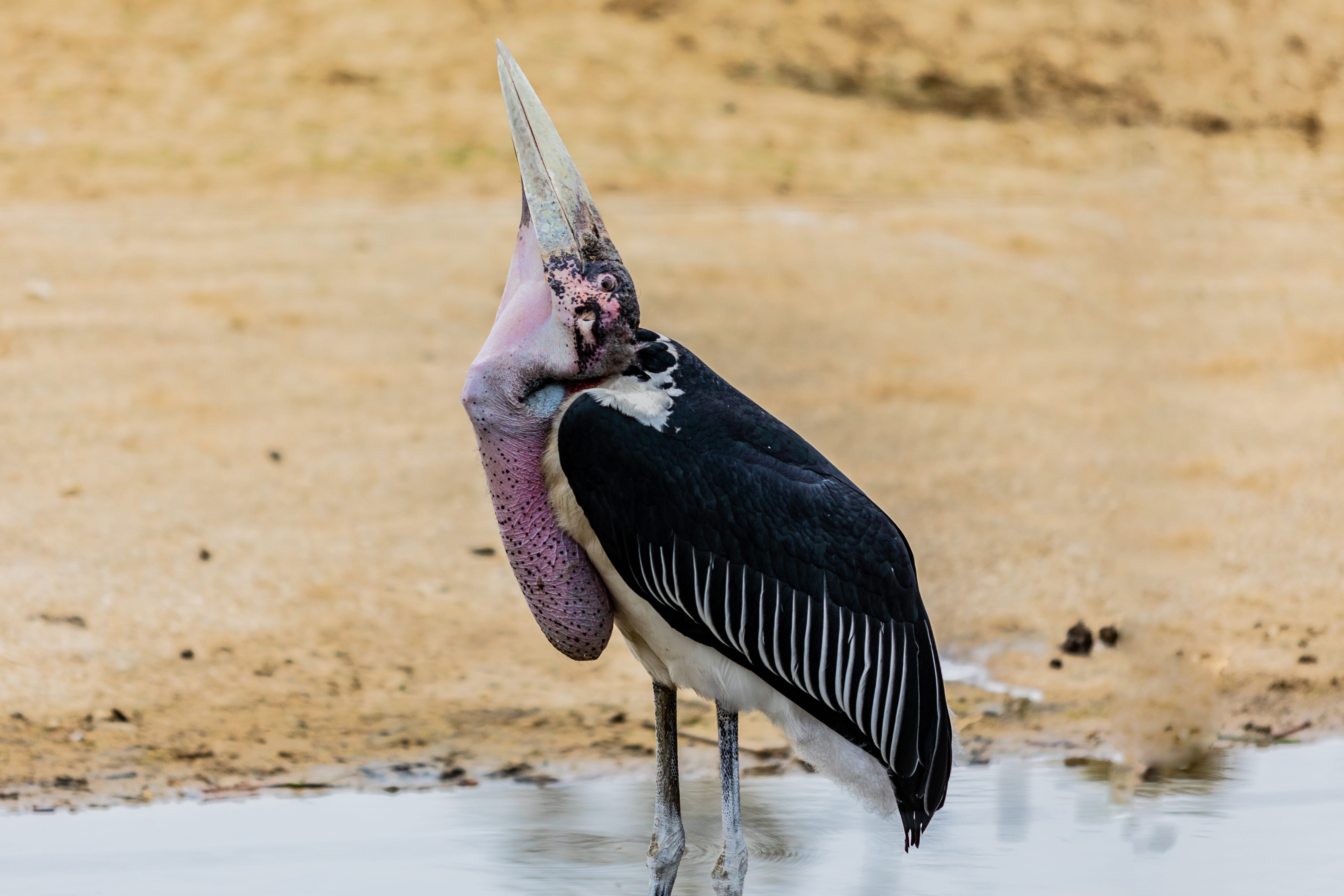 ground, crane bird, animal themes, waterfront, zoo, animal wildlife, animals in the wild, reflection, no people, anhinga, day, lake, stork, water, 5K, HD Wallpaper