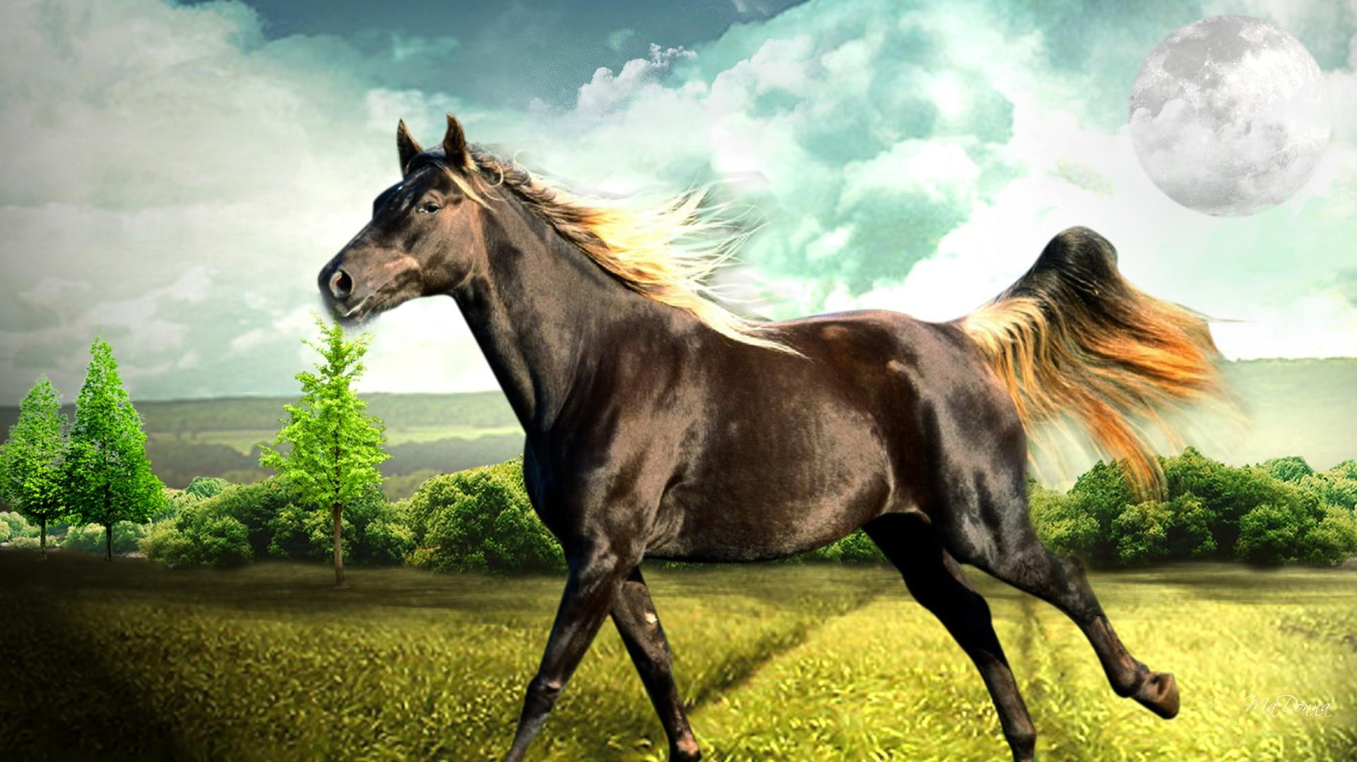 clouds, anim, morning, horse, misty, firefox persona, trees, grass, run, full moon, field, 1080P, equestrian, HD Wallpaper