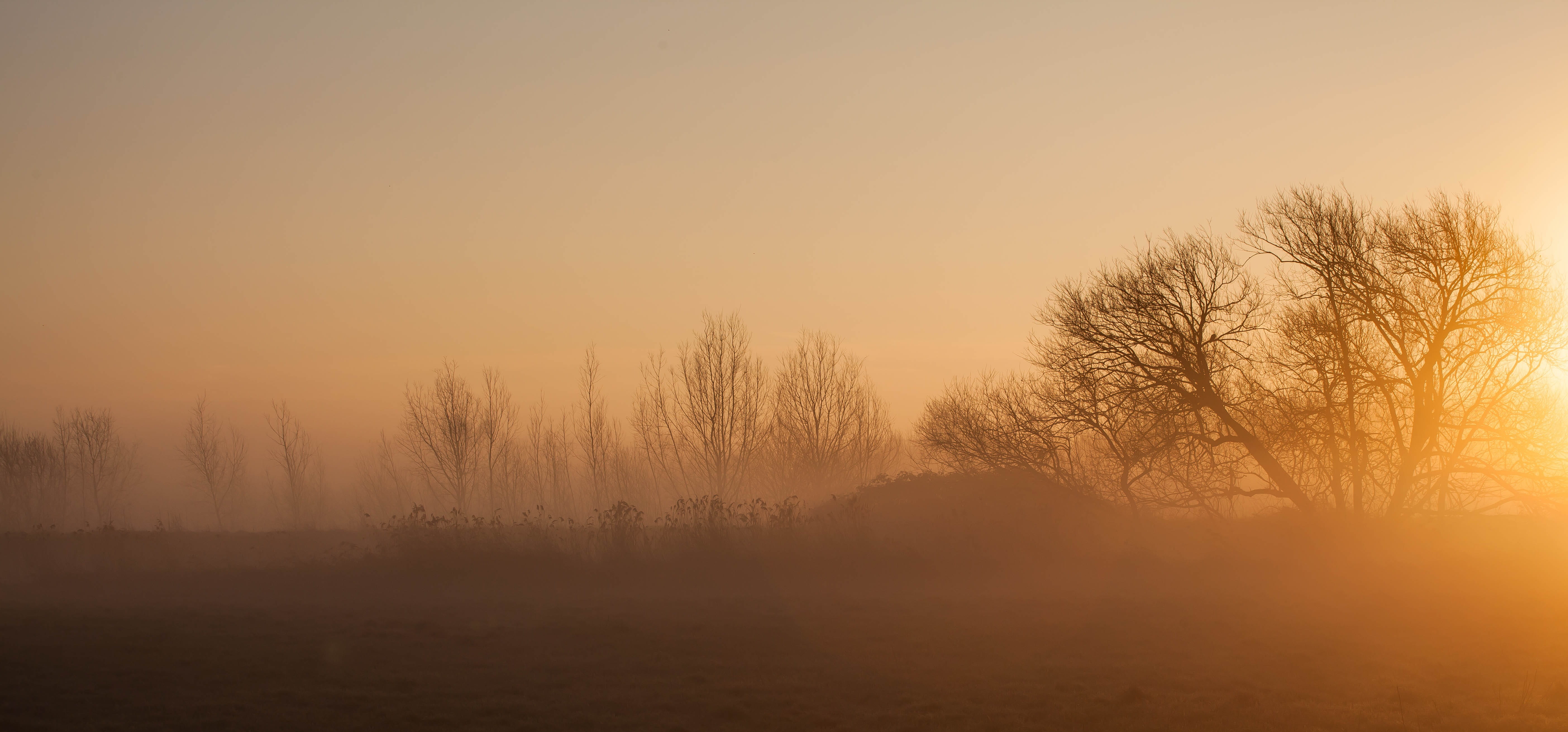 foggy, land, idyllic, dawn, trees, sky, hazy, outdoors, tranquil scene, environment, tree, plant, scenics - nature, bare tree, landscape, 5K, beauty in nature, HD Wallpaper