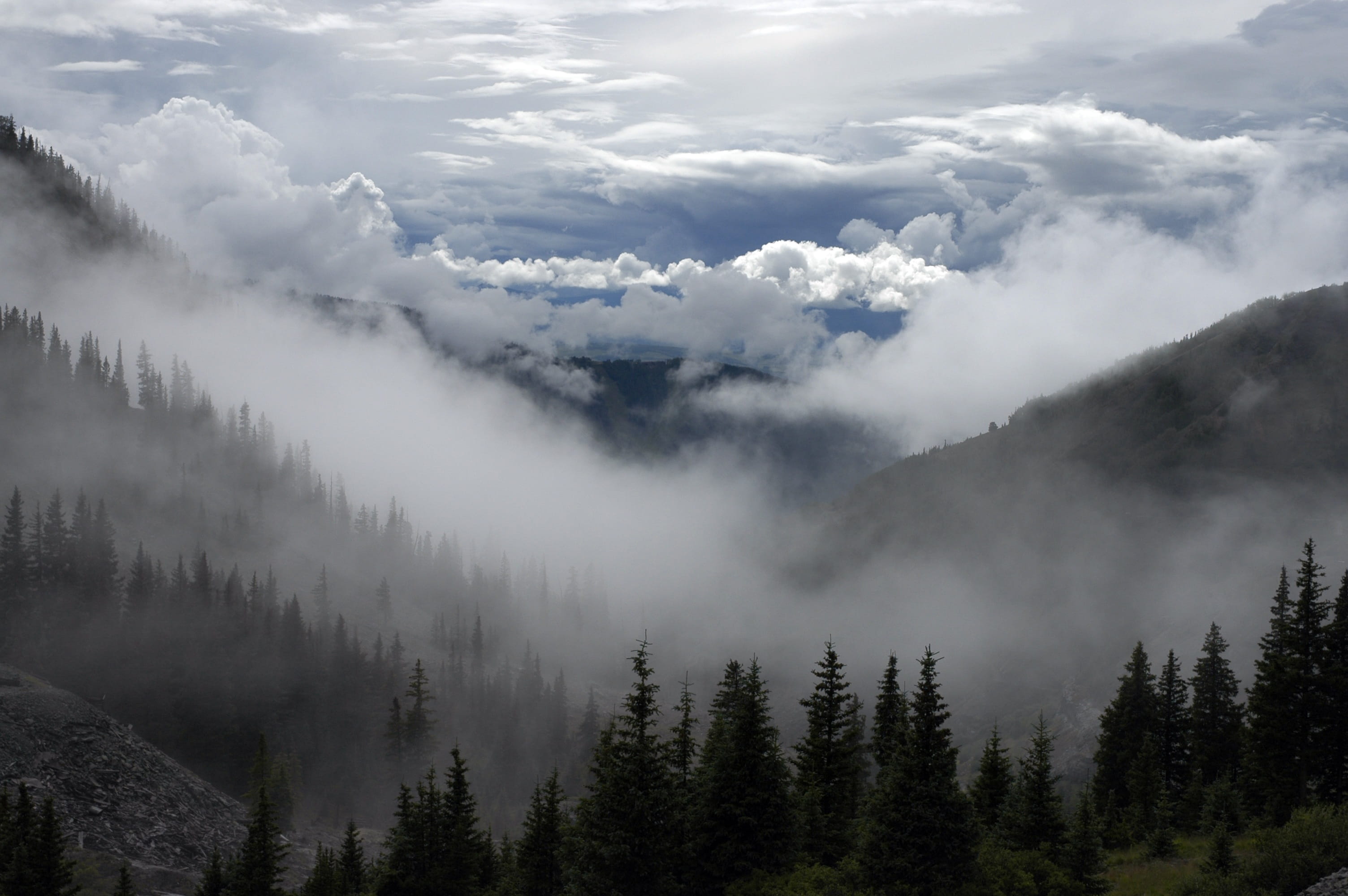 forest, coniferous tree, idyllic, mist, mountain, spooky, mystery, remote, tranquility, misty, plant, land, day, tree, sky, morning, weather, 2K, cloud - sky, HD Wallpaper