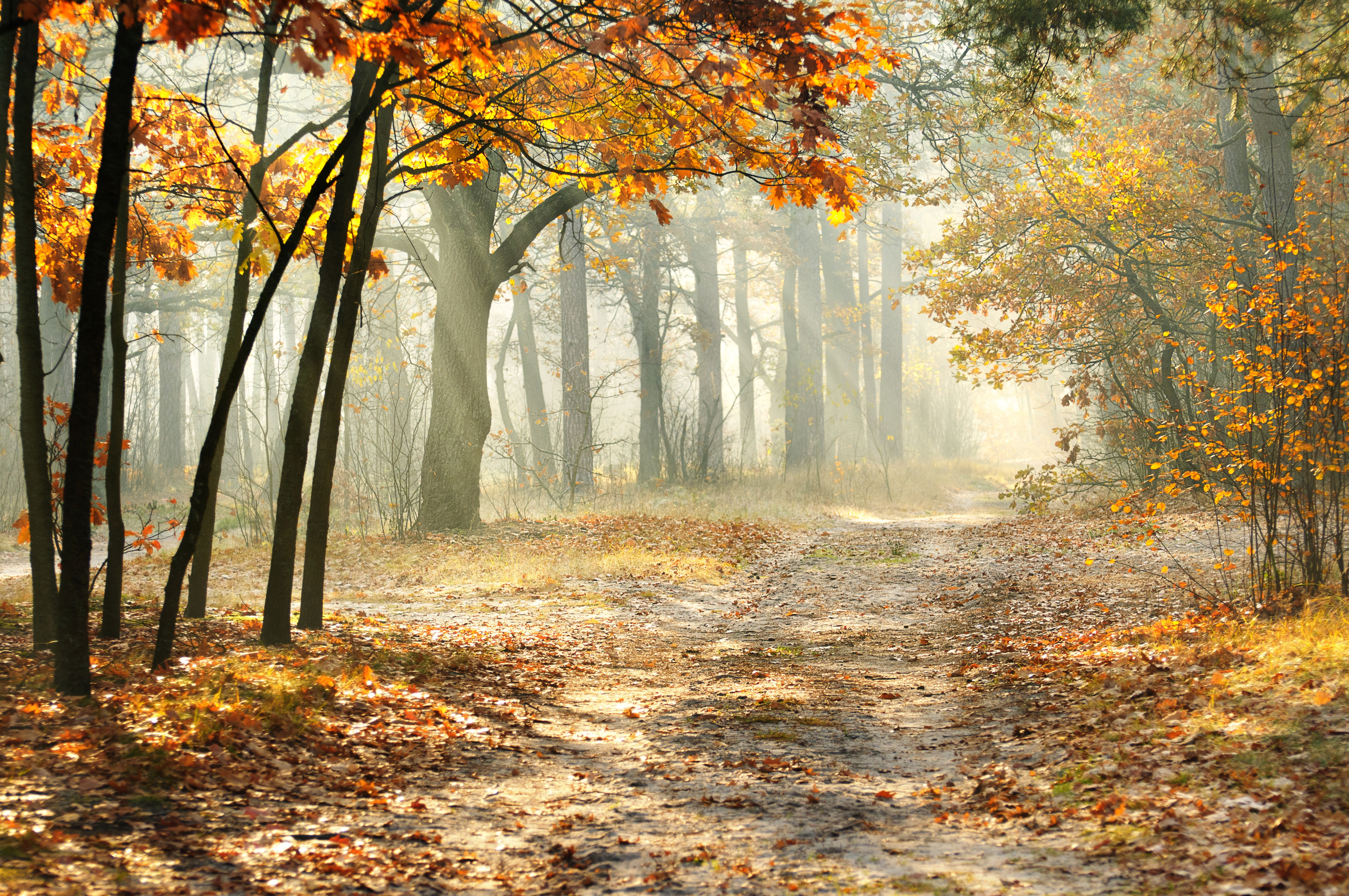 brown, maple Tree, tranquility, non-Urban Scene, the rays of the sun, single Lane Road, backgrounds, landscape, plant, footpath, bright, forest, outdoors, HD Wallpaper