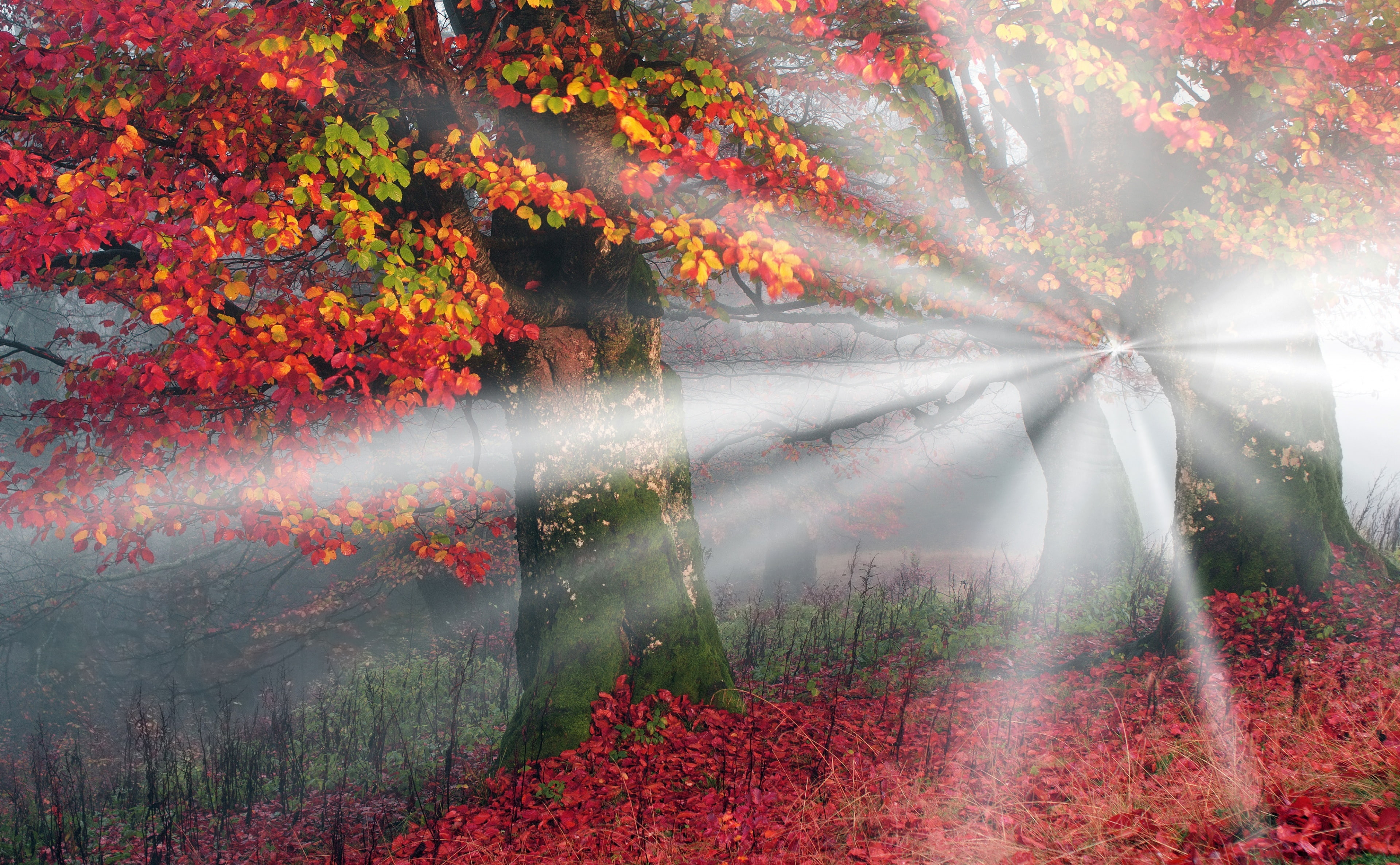 Picturesque, Leaves, leaf, Reddish, Forest, hd, foliage, Sunbeams, scenics - nature, autumn collection, Beautiful, leafed, Fall, red, sunbeam, HD Wallpaper