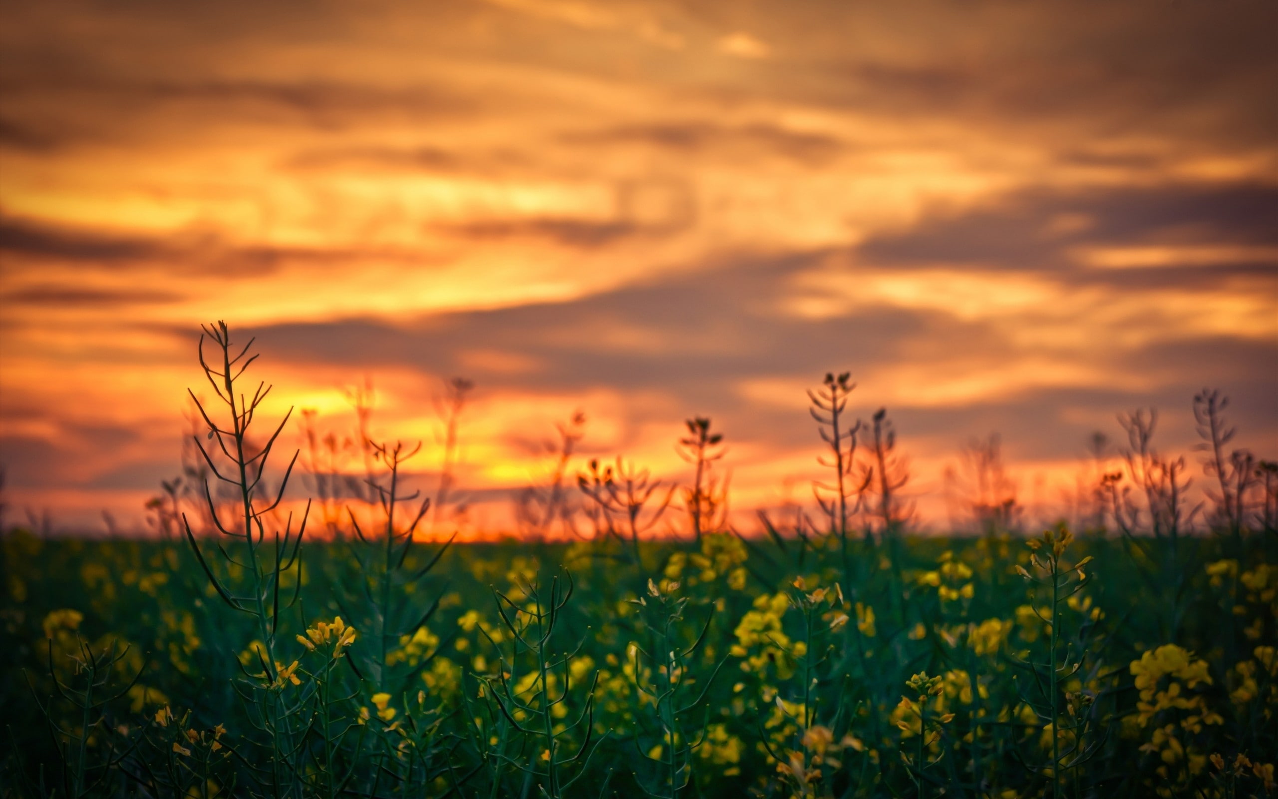 2K, Rapeseed, flowers, depth of field, nature, sunset, yellow flowers, HD Wallpaper
