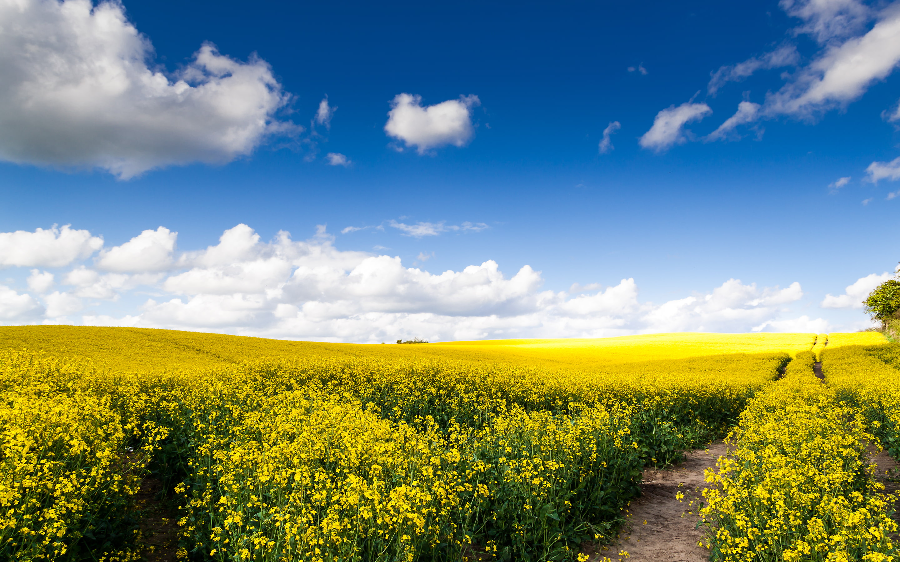 Summer, 2K, Rapeseed fields, Landscape, Sunny day, HD Wallpaper