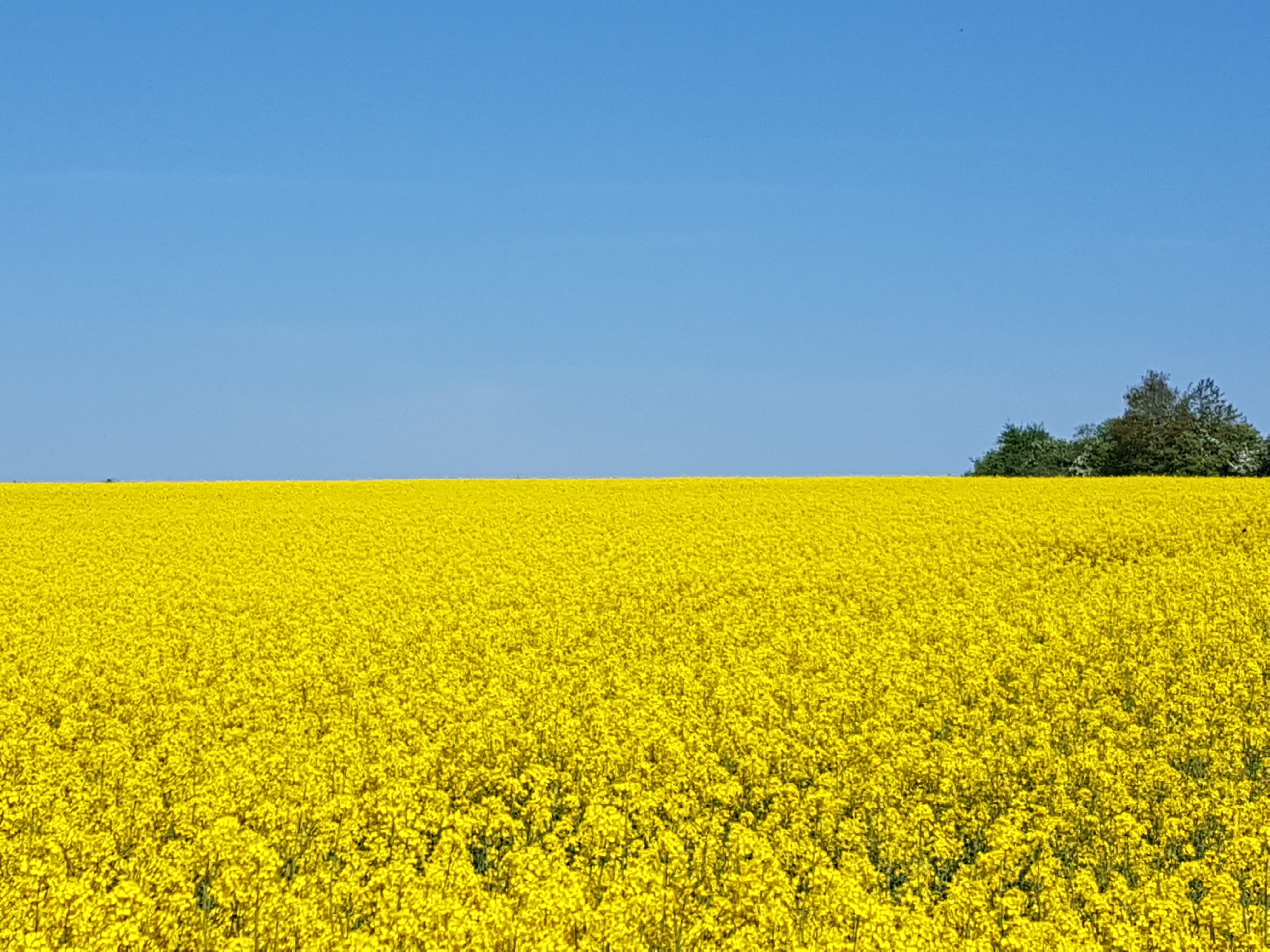 tranquil scene, plant, oilseed rape, flower, clear sky, springtime, landscape, field, summer, tranquility, environment, nature, freshness, rural scene, HD Wallpaper