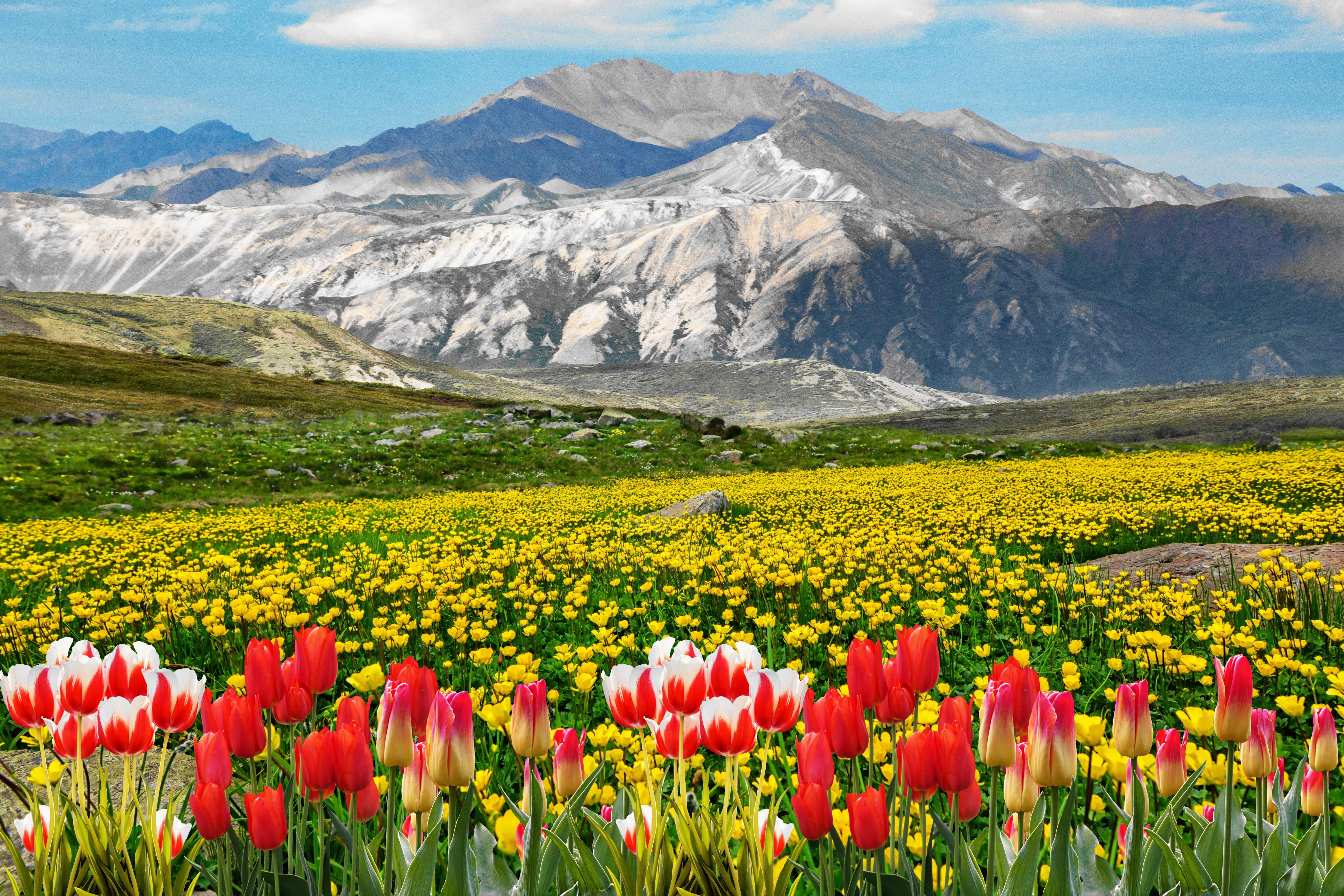 nature, field, near, green, environment, freshness, meadow, no people, mountain, clouds, rural scene, scenics - nature, plant, land, growth, mountain range, HD Wallpaper