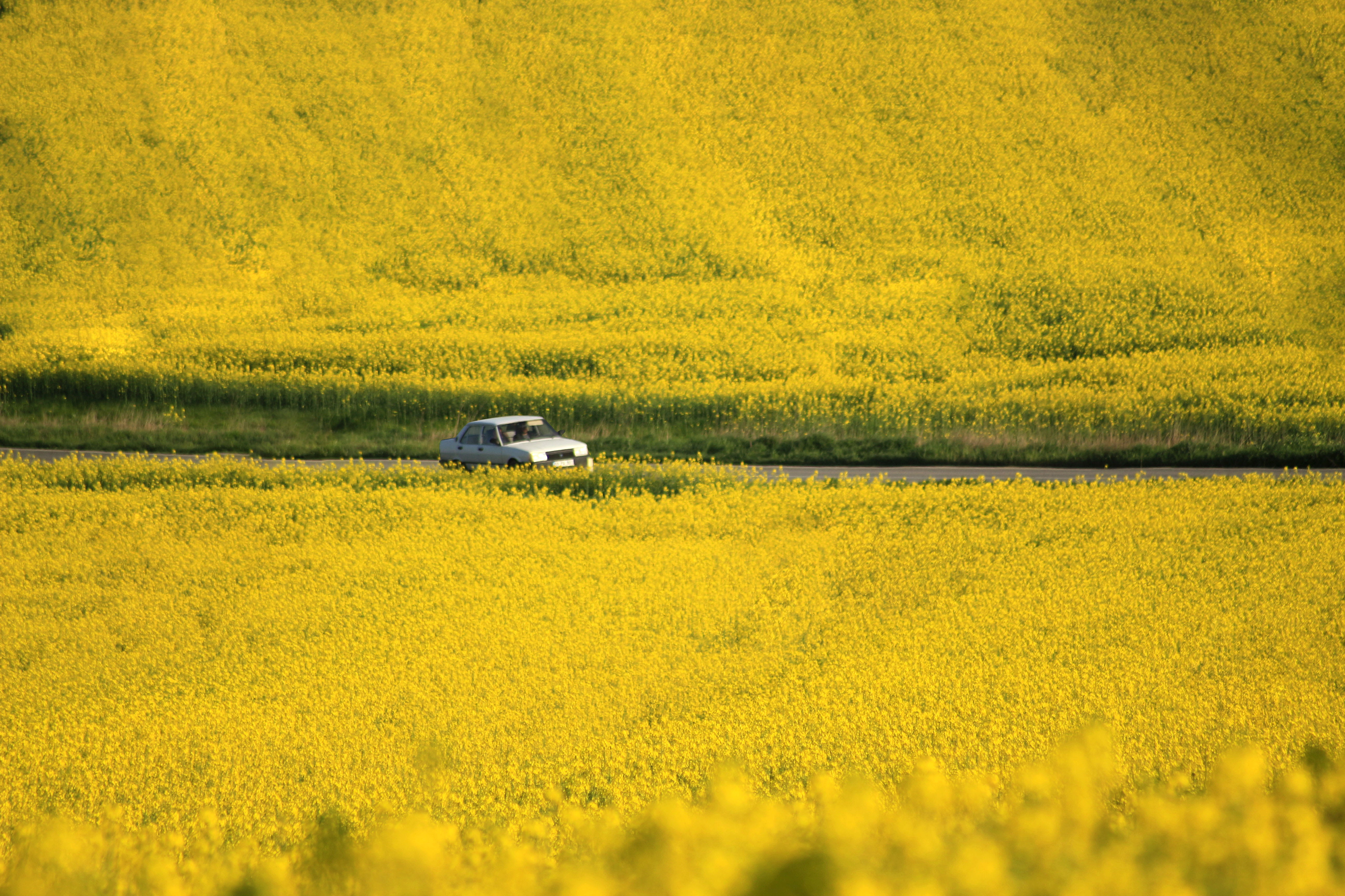 rural scene, thrace, spring, trakya, harvester, turkey, canola, flowering plant, sunny, oilseed rape, landscape, scenics - nature, no people, outdoors, HD Wallpaper