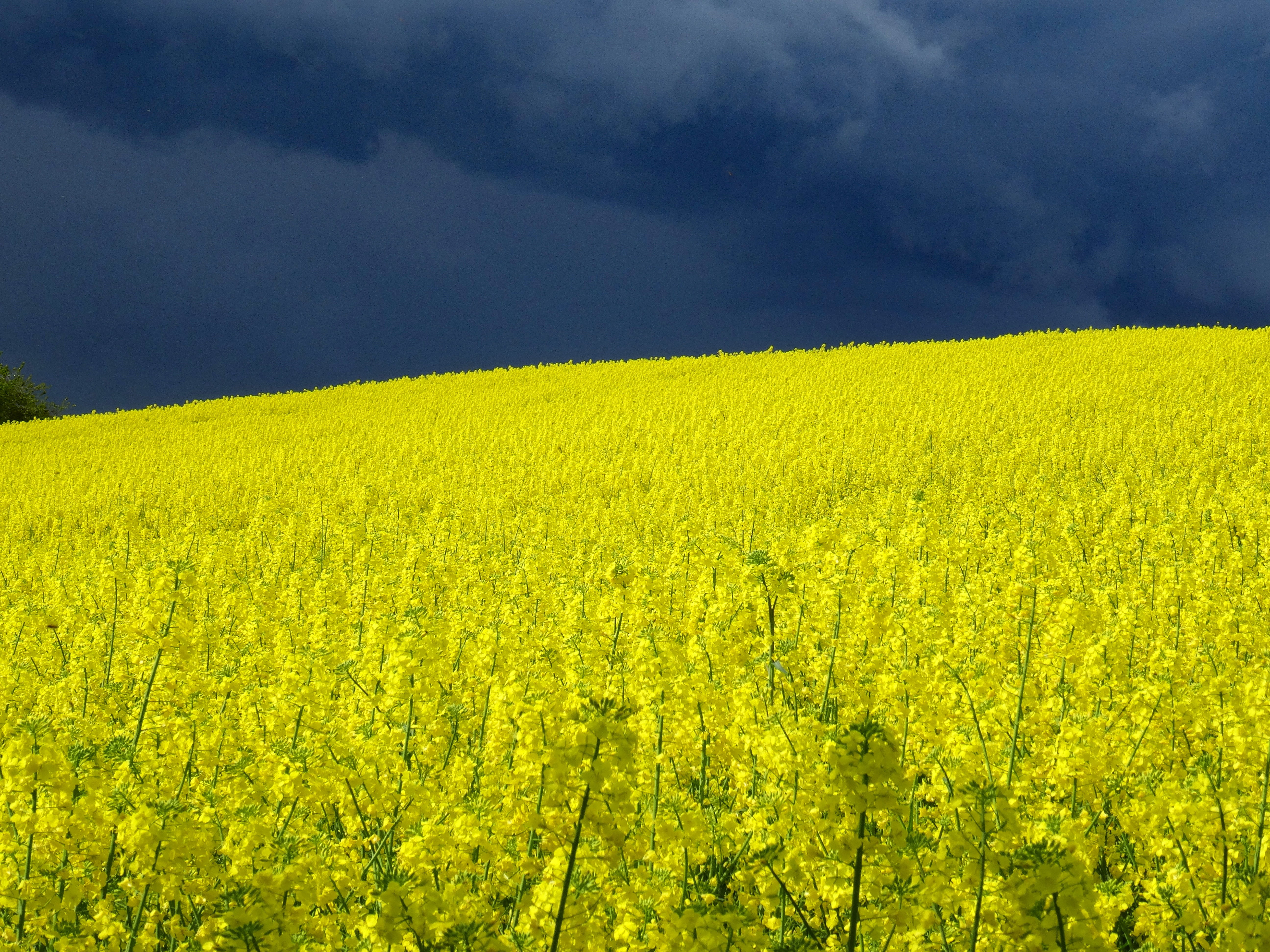 sky, cloudscape, nature, tranquility, beauty In Nature, green Color, scenics, flowering plant, non-Urban Scene, field of rapeseeds, meadow, scenics - nature, HD Wallpaper