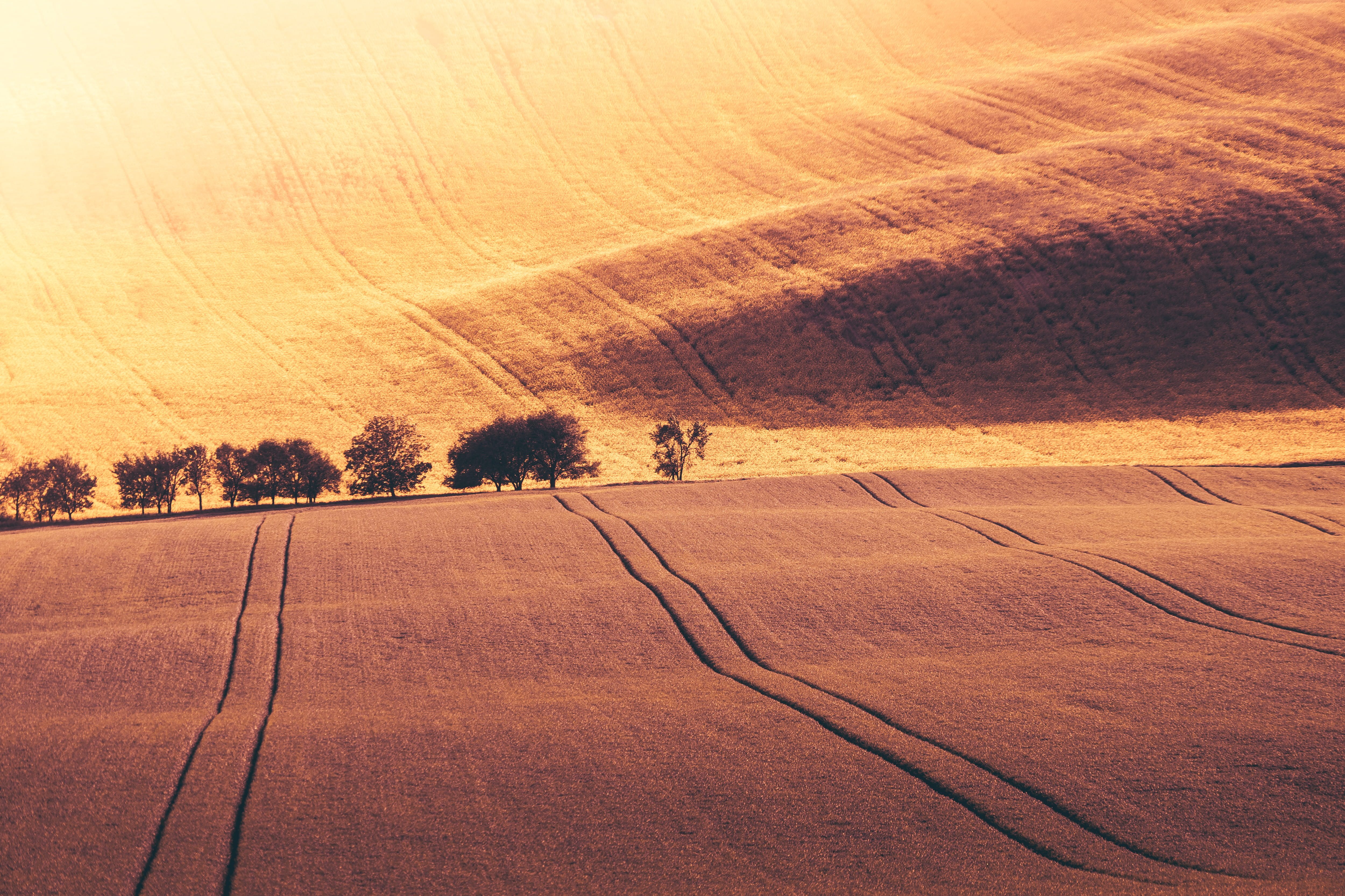 men, farmers, wavy, hills, waves, room for text, fields, wheat, moravia, tranquility, outdoors, day, trees, rapeseed, czechia, road, one person, nature, HD Wallpaper