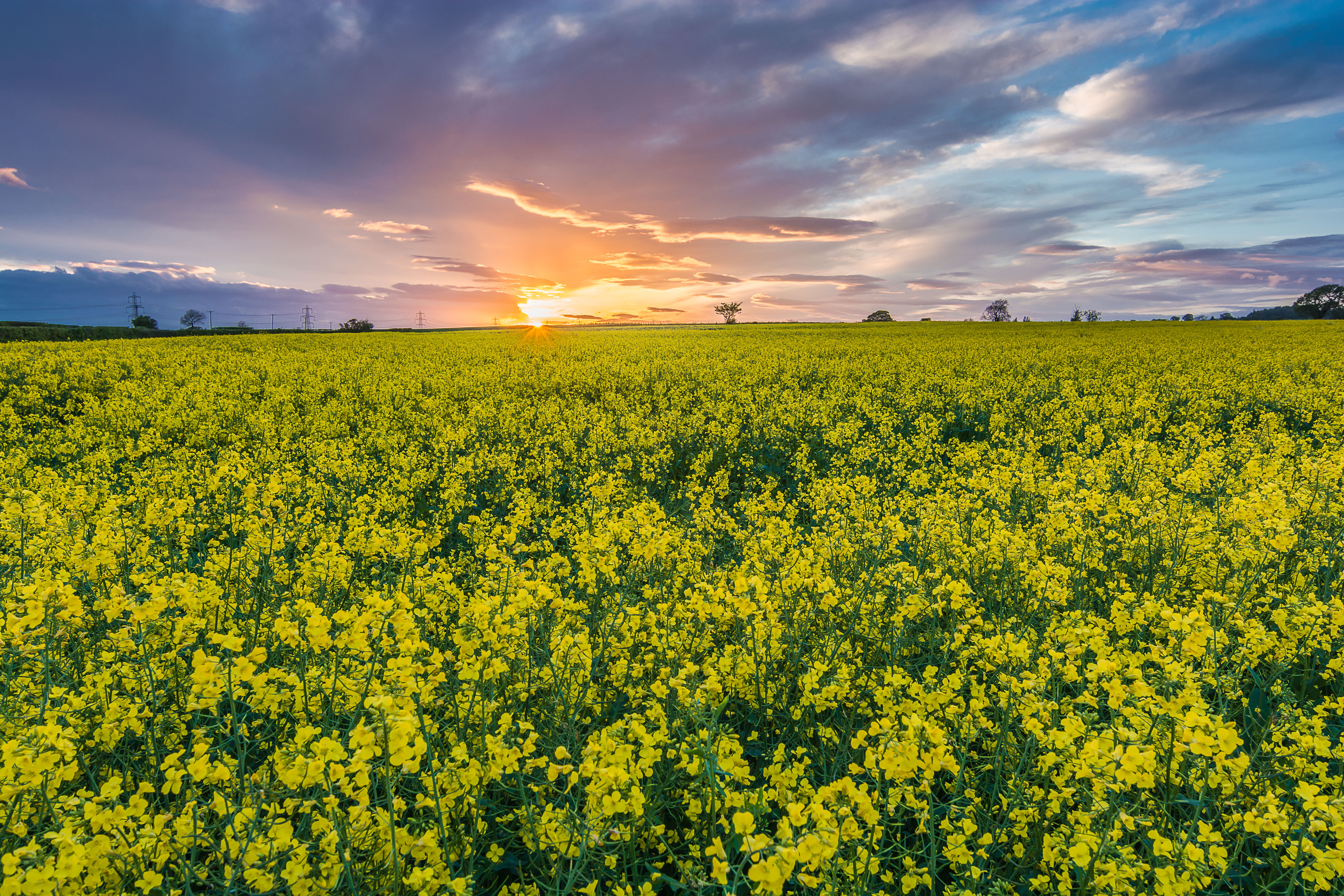 outdoors, 5K, rapeseed, cloud - Sky, clouds, fields, flowers, nature, sunlight, crop, farm, springtime, agriculture, blue, summer, landscape, sun, rural Scene, HD Wallpaper