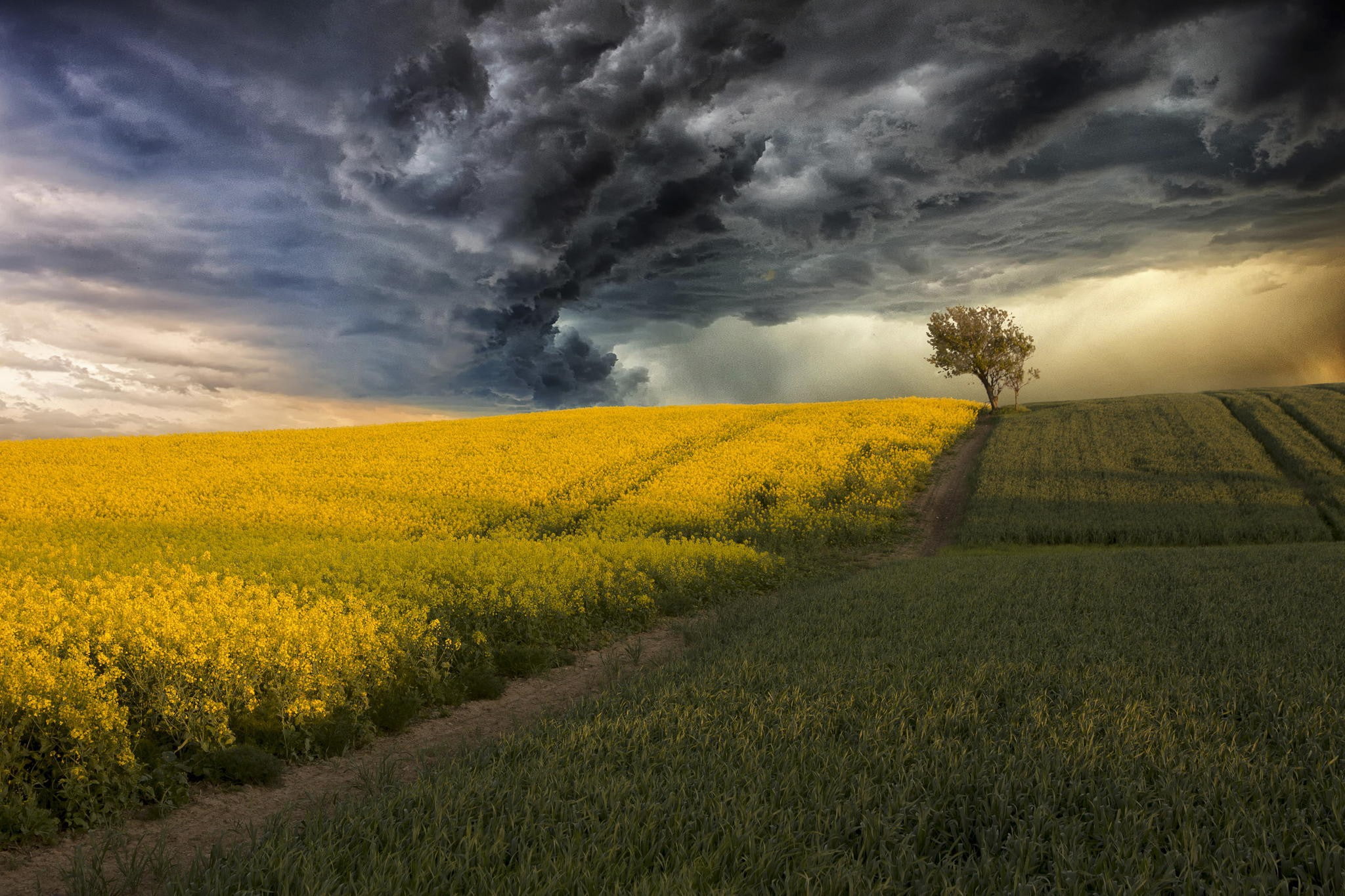 1080P, canola, clouds, filed, corn, storm, tree, field, HD Wallpaper