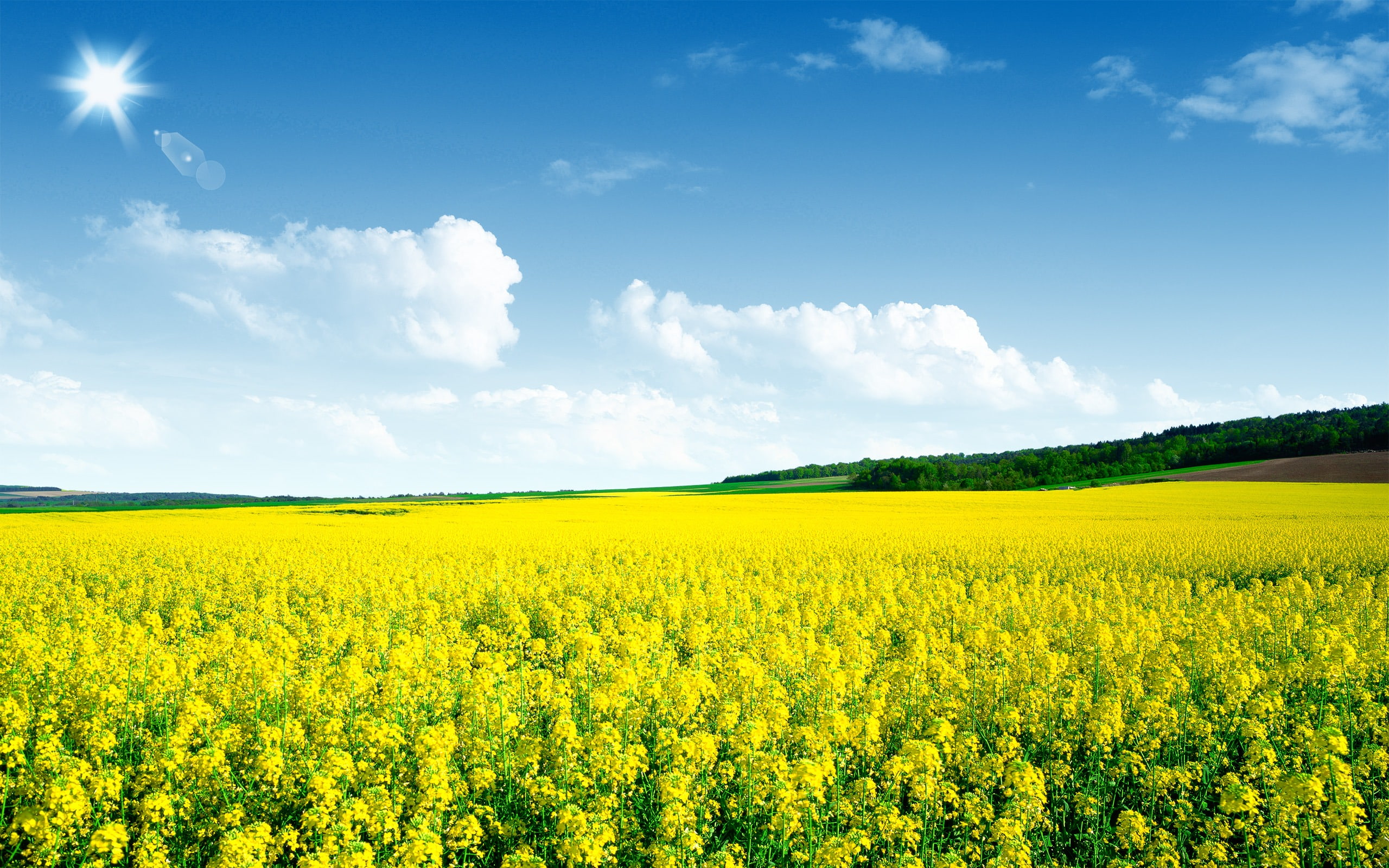 plant, flowering plant, nature, tranquil scene, hd, flowers, agriculture, meadow, canola, field, growth, freshness, outdoors, beauty in nature, 2K, landscape, HD Wallpaper