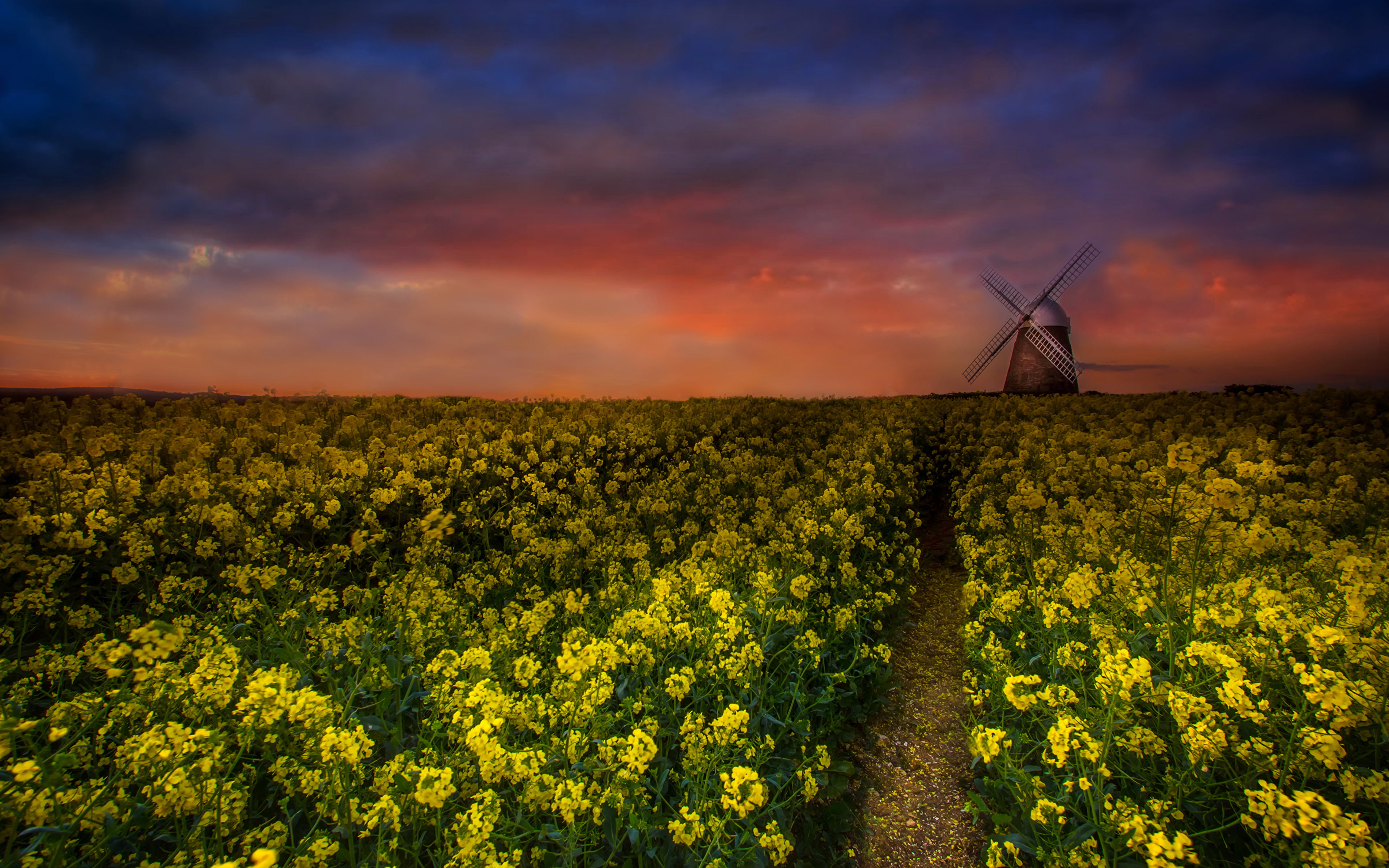 scenics - nature, plant, growth, computer, oilseed rape, environment, flower, tranquility, oilseed, no people, rape, nature, agriculture, sunset, HD Wallpaper