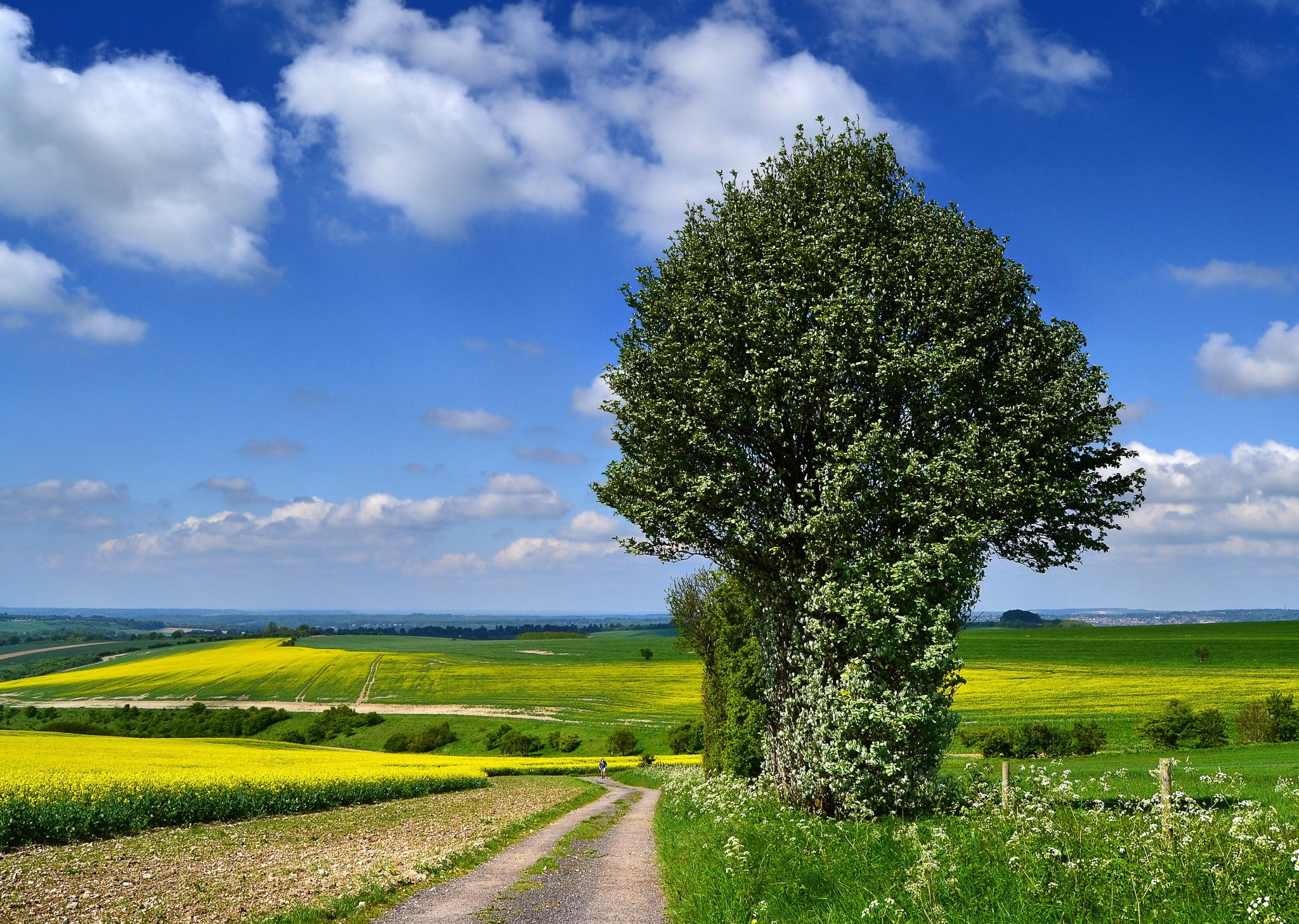 1080P, flowering, tree, canola, field, road, HD Wallpaper
