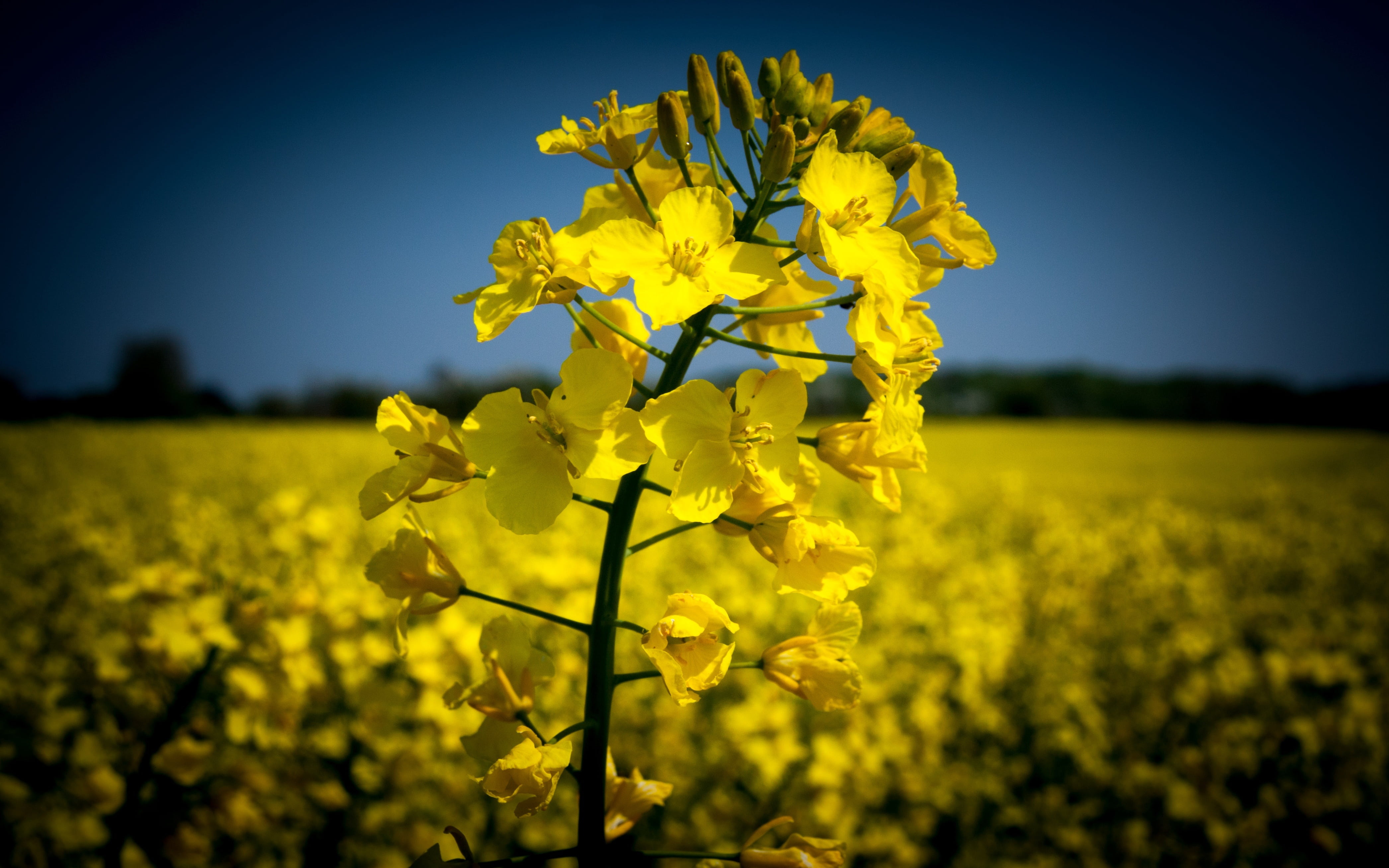 flower, flowers, beauty in nature, field, no people, nature, flowering plant, sky, rural Scene, farm, outdoor, springtime, agriculture, mark, environment, HD Wallpaper