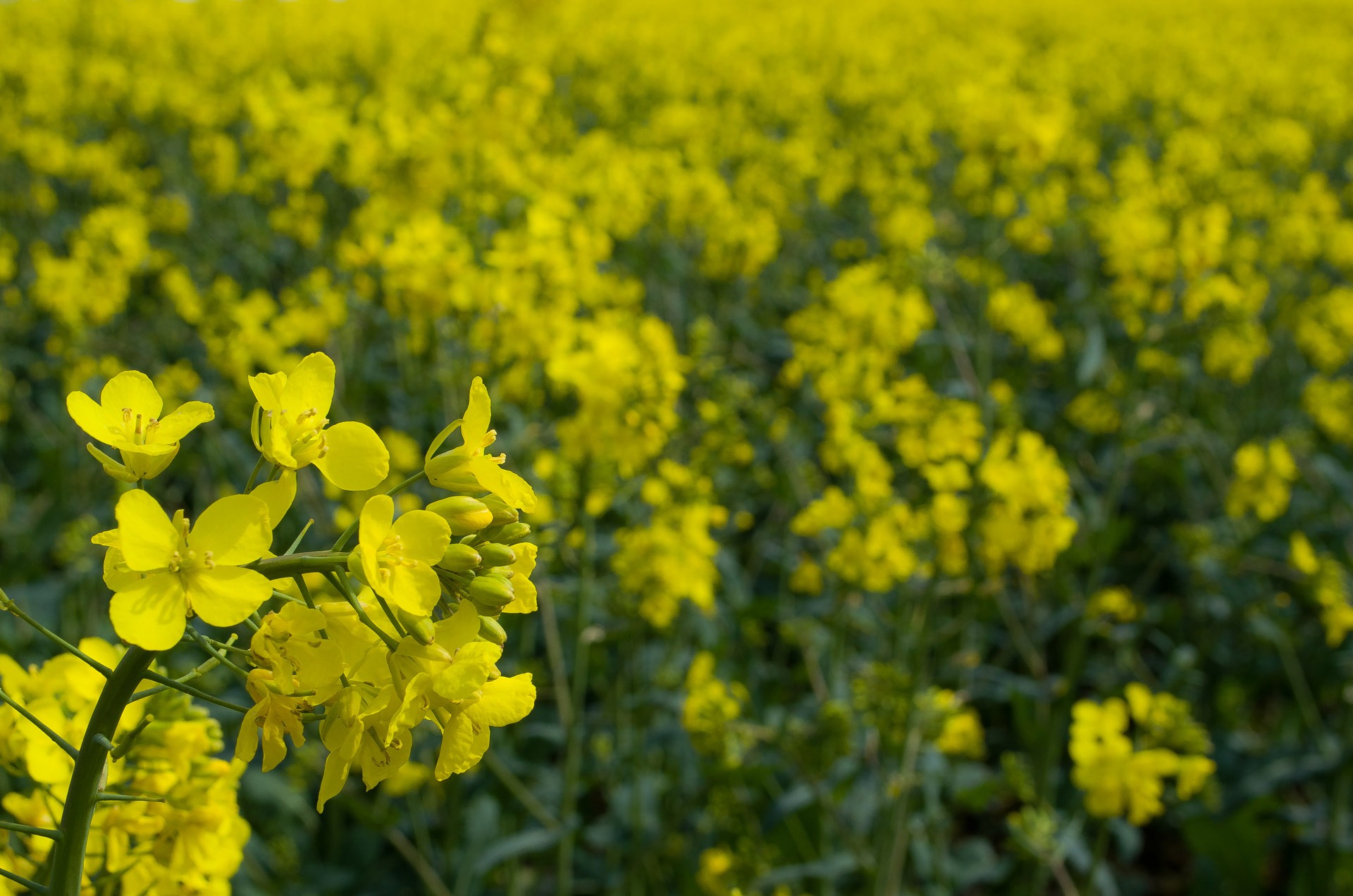 abundance, flower head, fragility, mustard plant, beauty in nature, agriculture, flowerbed, growth, farm, no people, yellow, freshness, landscape, flower, HD Wallpaper
