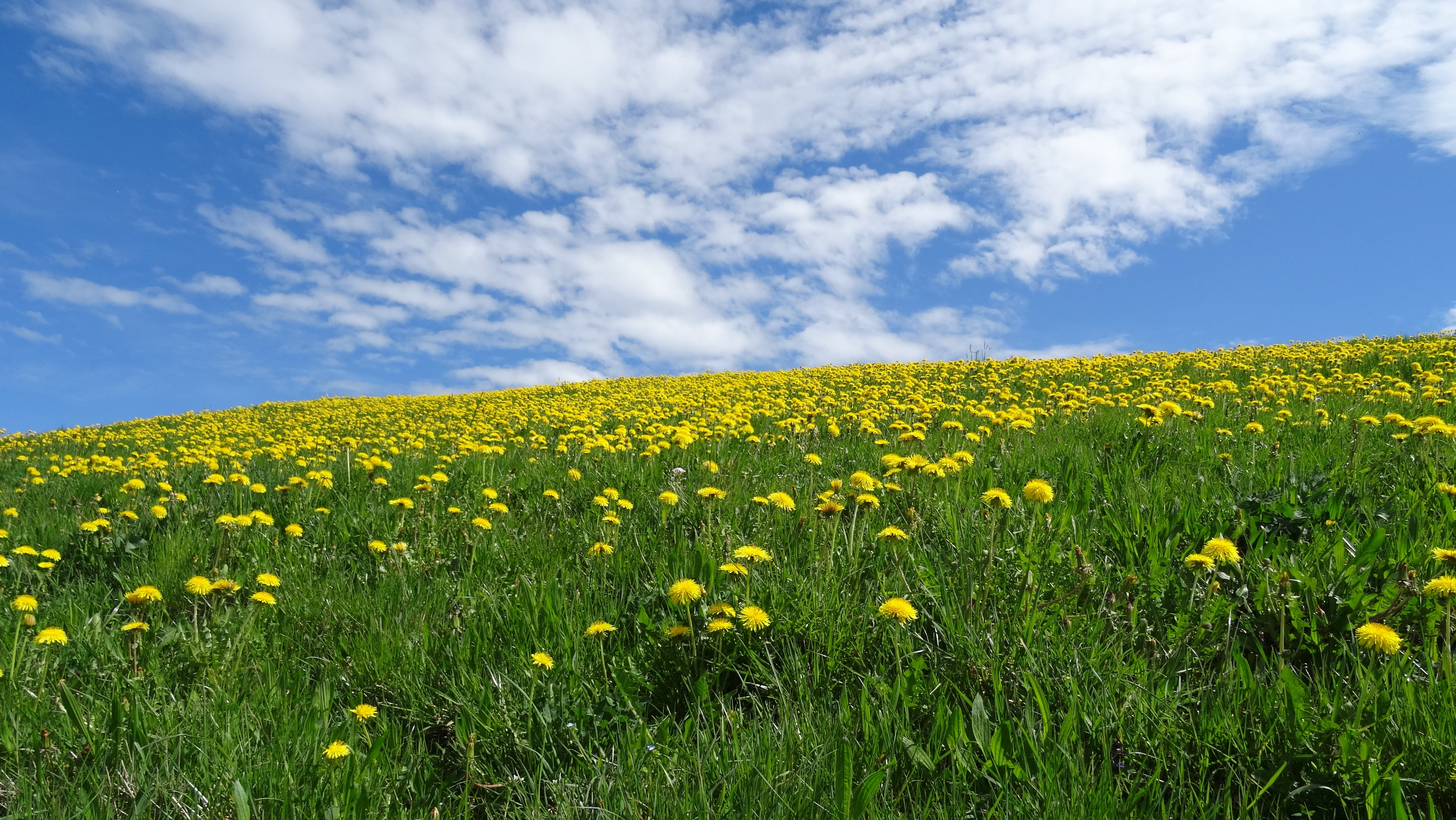 outdoors, blue, land, canola, growth, no people, nature, summer, 5K, spring, bavaria, tranquil scene, flower, beauty in nature, rural Scene, daytime, yellow, HD Wallpaper