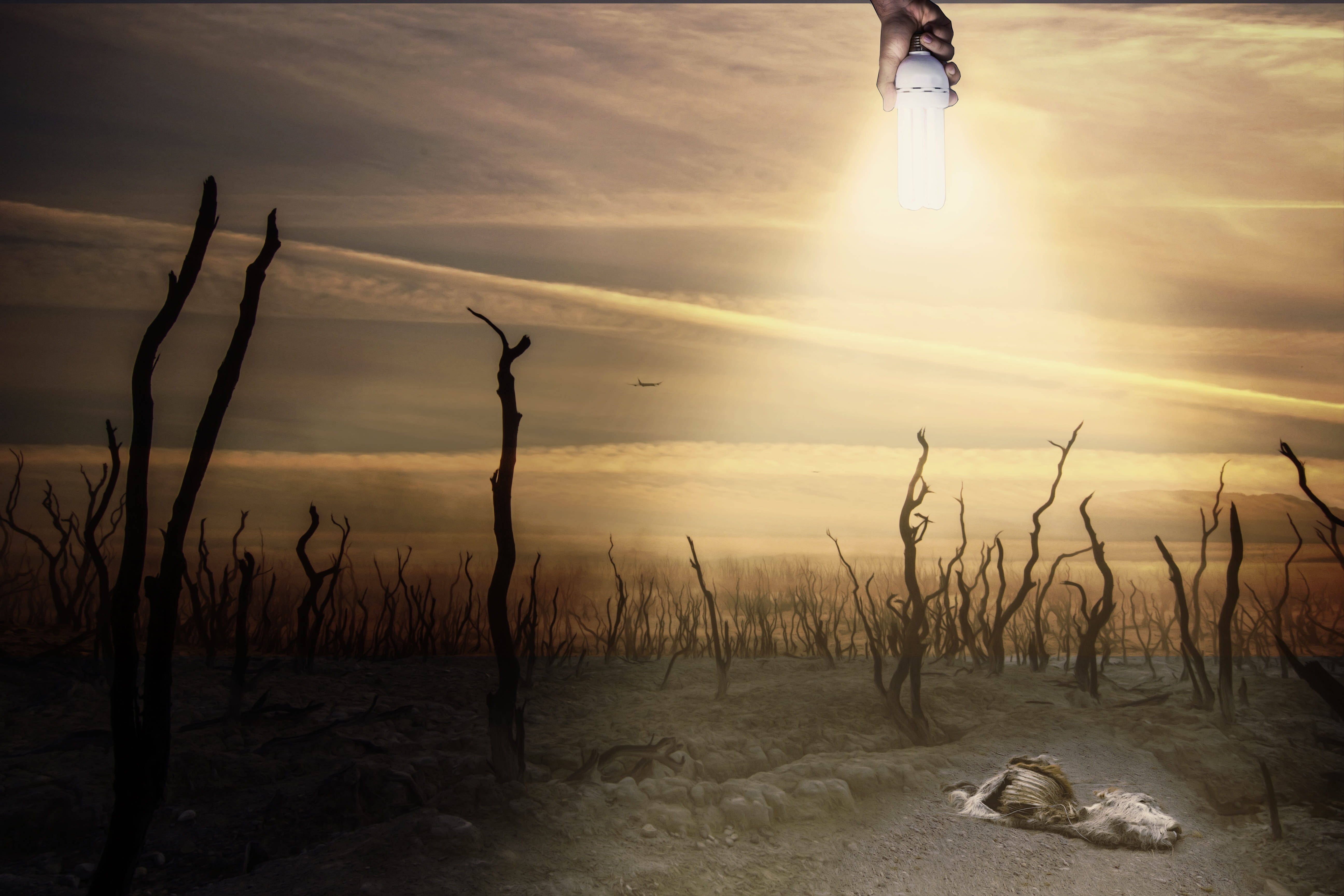 land, carcass, plant, beauty in nature, outdoors, nature, orange color, end of the world, blackout, 5K, lens flare, water, climate catastrophe, tranquility, HD Wallpaper