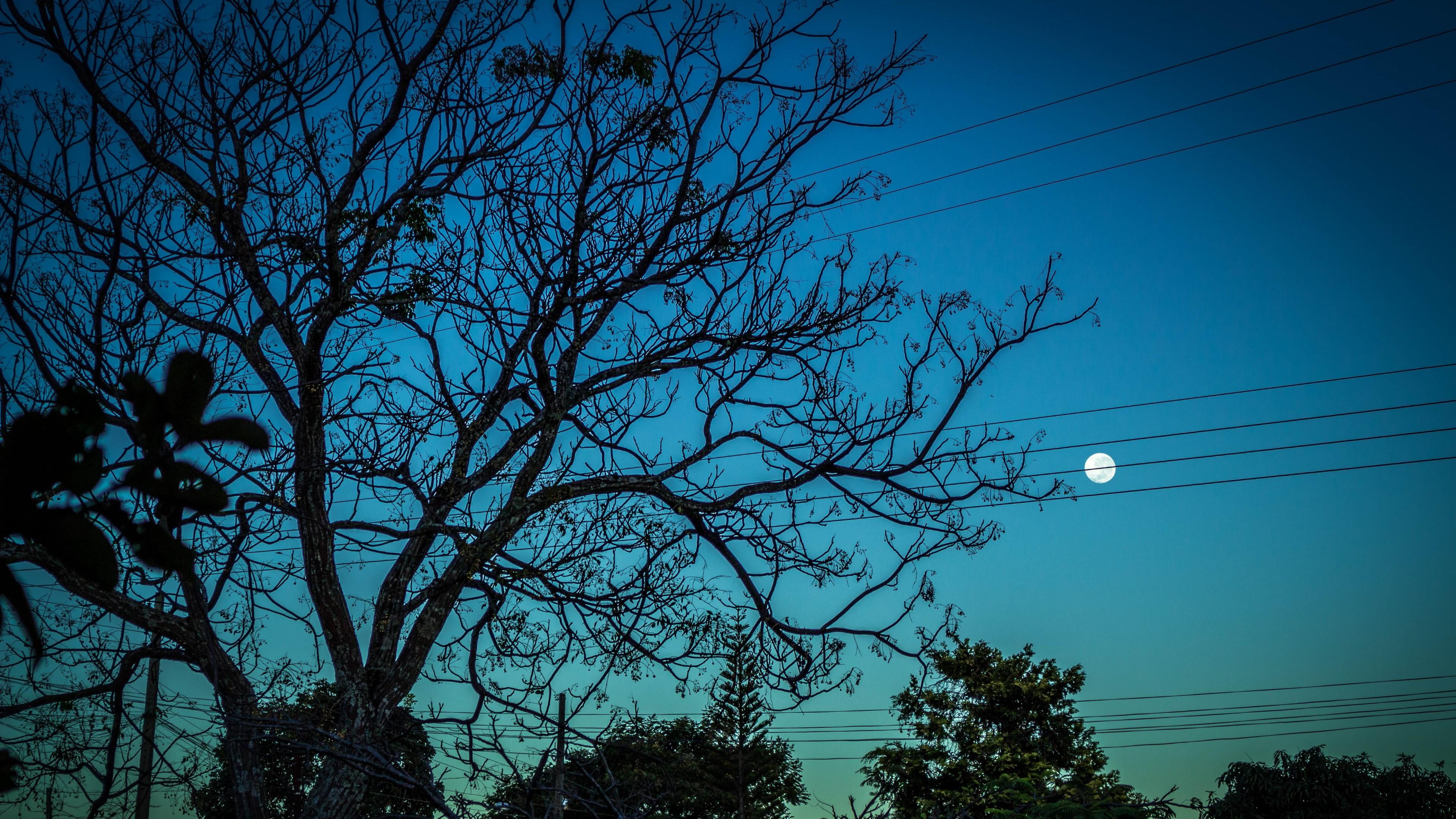 branch, sky, tranquility, plant, moon, no people, good, dream, show, power supply, fullmoon, astro, brazil, technology, electricity, nature, earth, life, HD Wallpaper