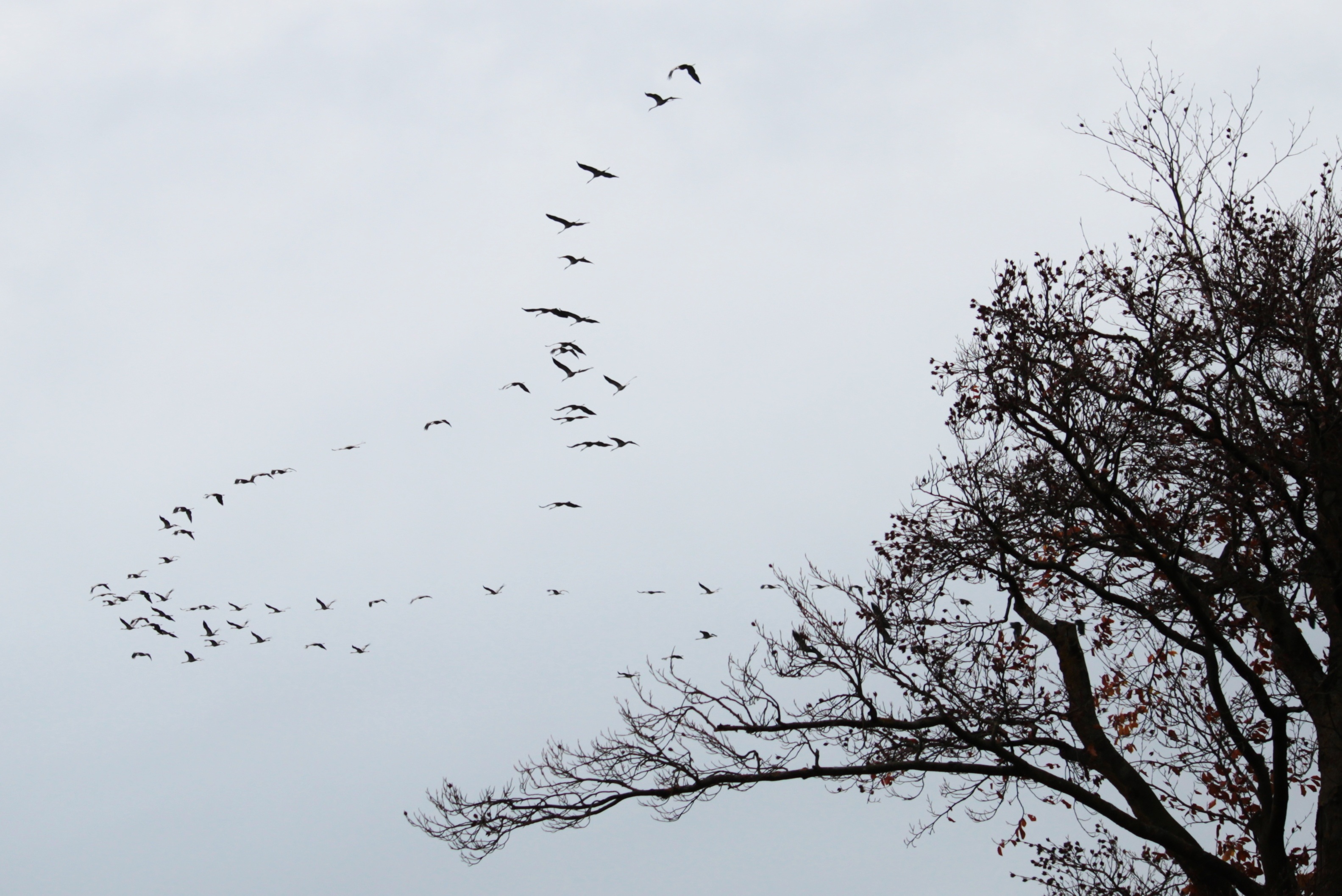 nature experience, flock of birds, tree, animal world, flying formation, flying, motion, birds, migratory birds, cranes, natural spectacle, animal, beauty in nature, HD Wallpaper