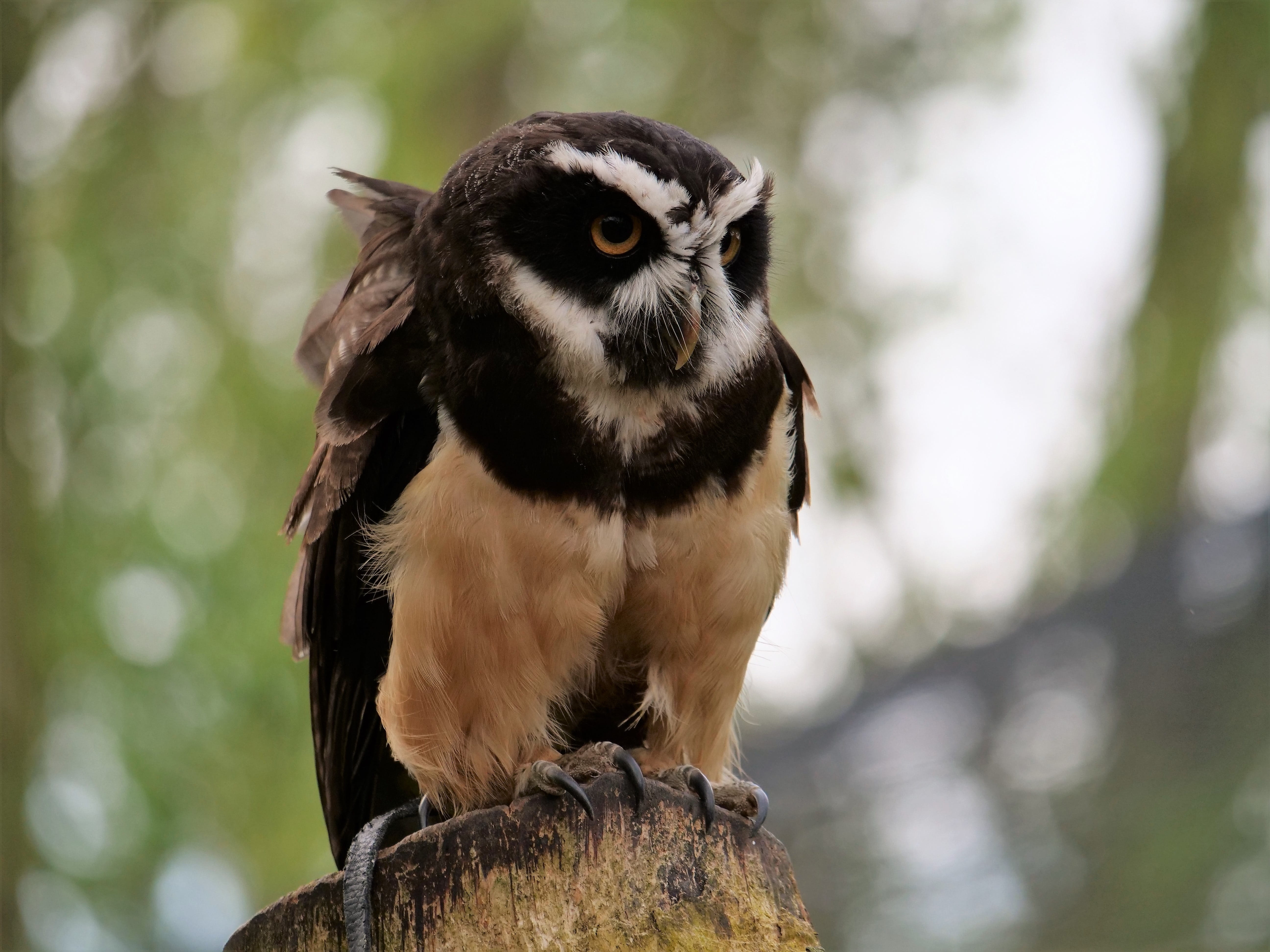 raptor, bird, one animal, animal wildlife, close-up, bird of prey, wood - material, tree, focus on foreground, primate, nature, spectacle owl, outdoors, HD Wallpaper