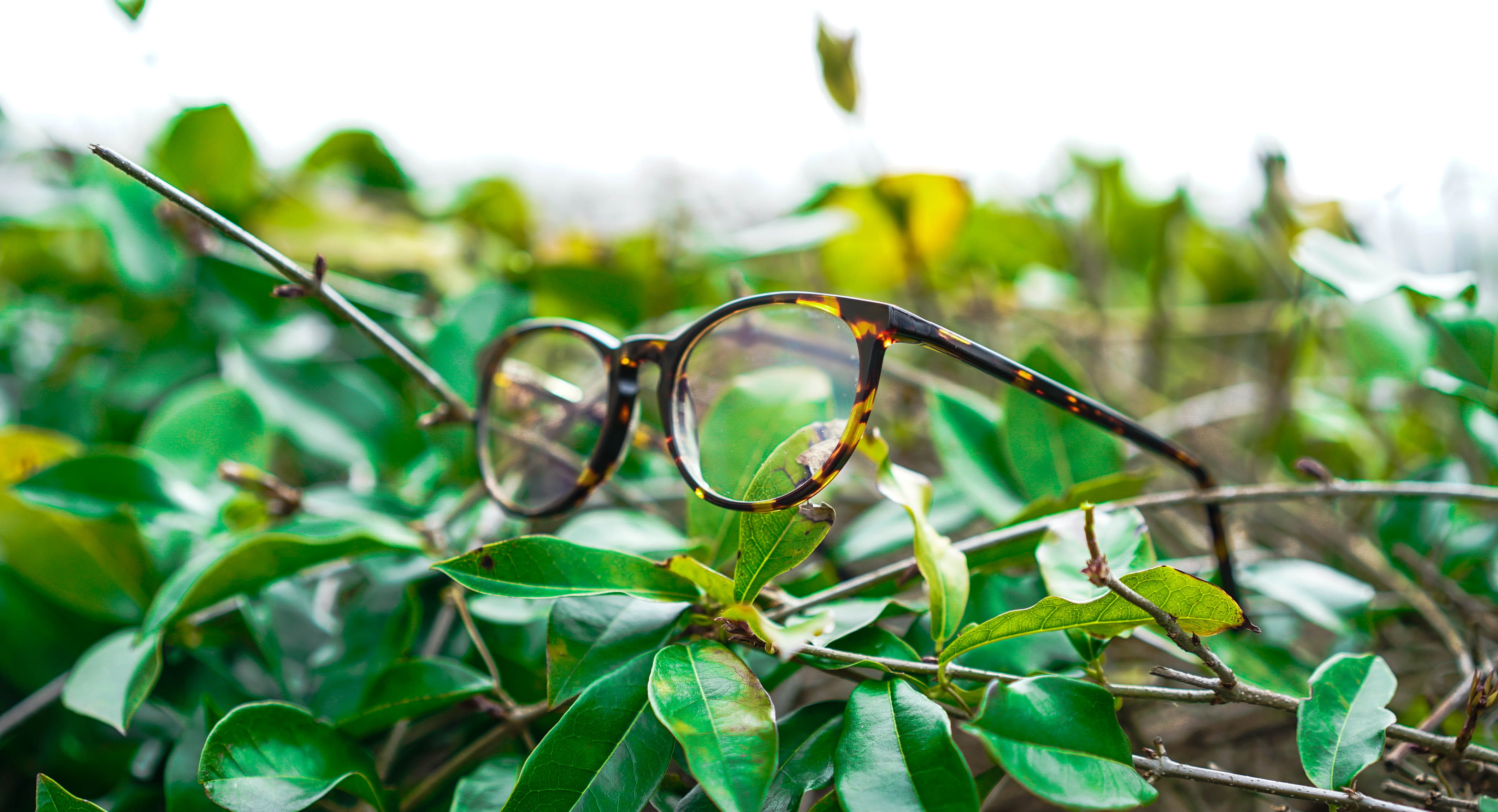 selective focus, close-up, tree, eyeglasses, no people, outdoors, personal accessory, bush, sky, focus on foreground, glasses, day, spectacles, nature, HD Wallpaper