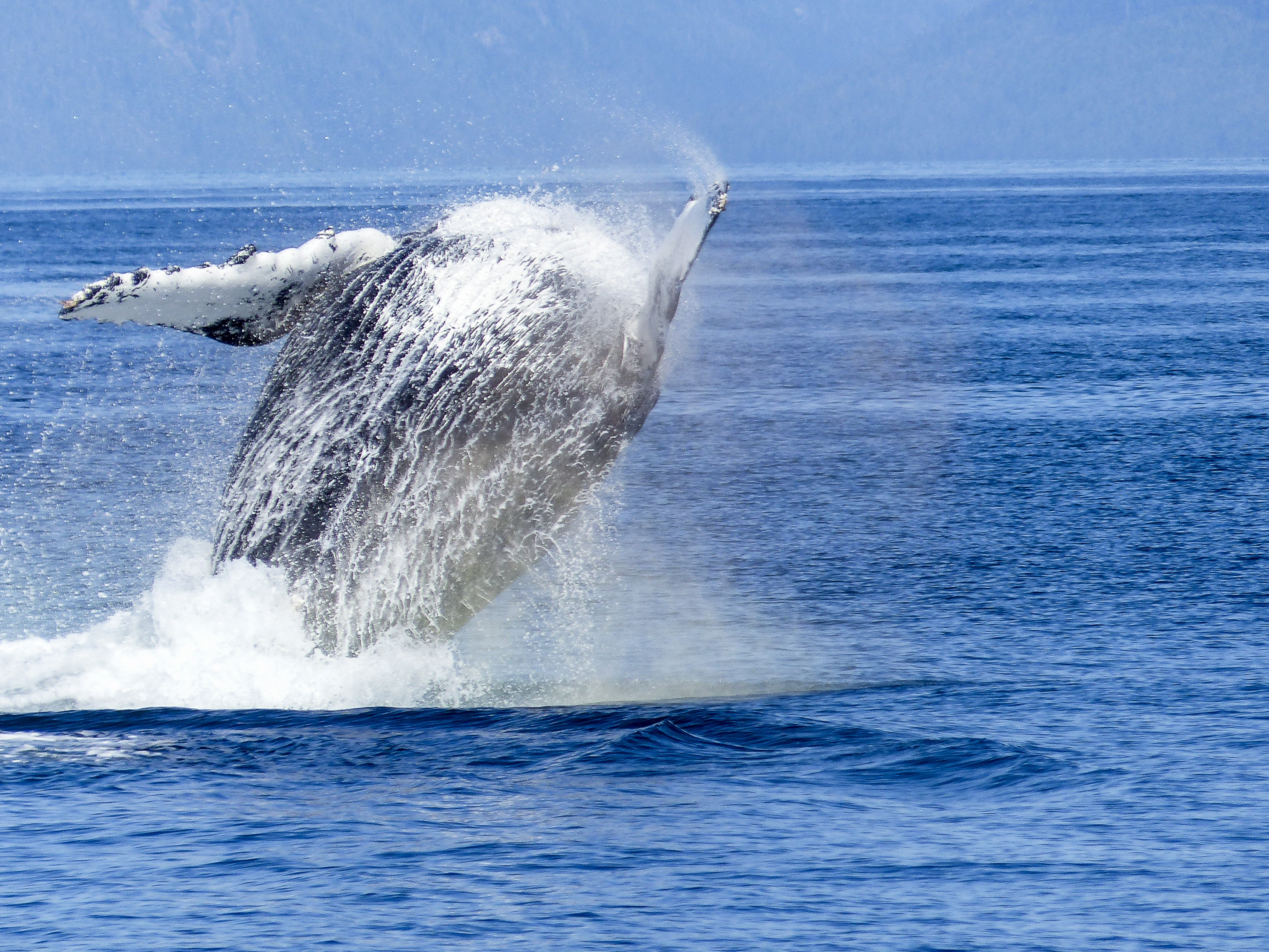animal, whale, maritime life, animal wildlife, colossus, body, wave, animals in the wild, splash, beauty in nature, animal themes, underwater, humpback whale, HD Wallpaper