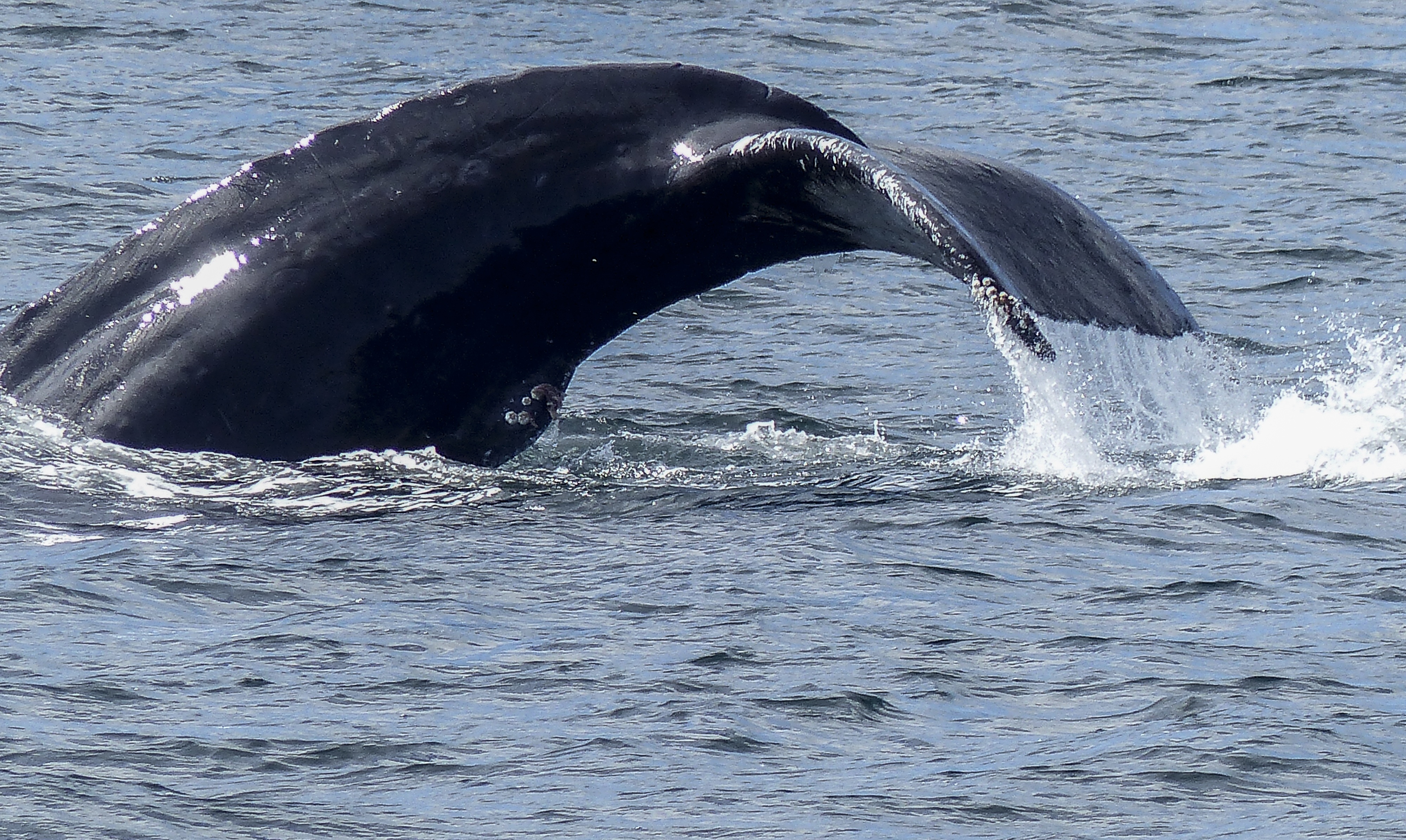 splashing, nature, natural spectacle, green island, animal wildlife, aquatic mammal, colossus, 4K, vertebrate, whale, wildlife, aquatic, head, tail fin, HD Wallpaper