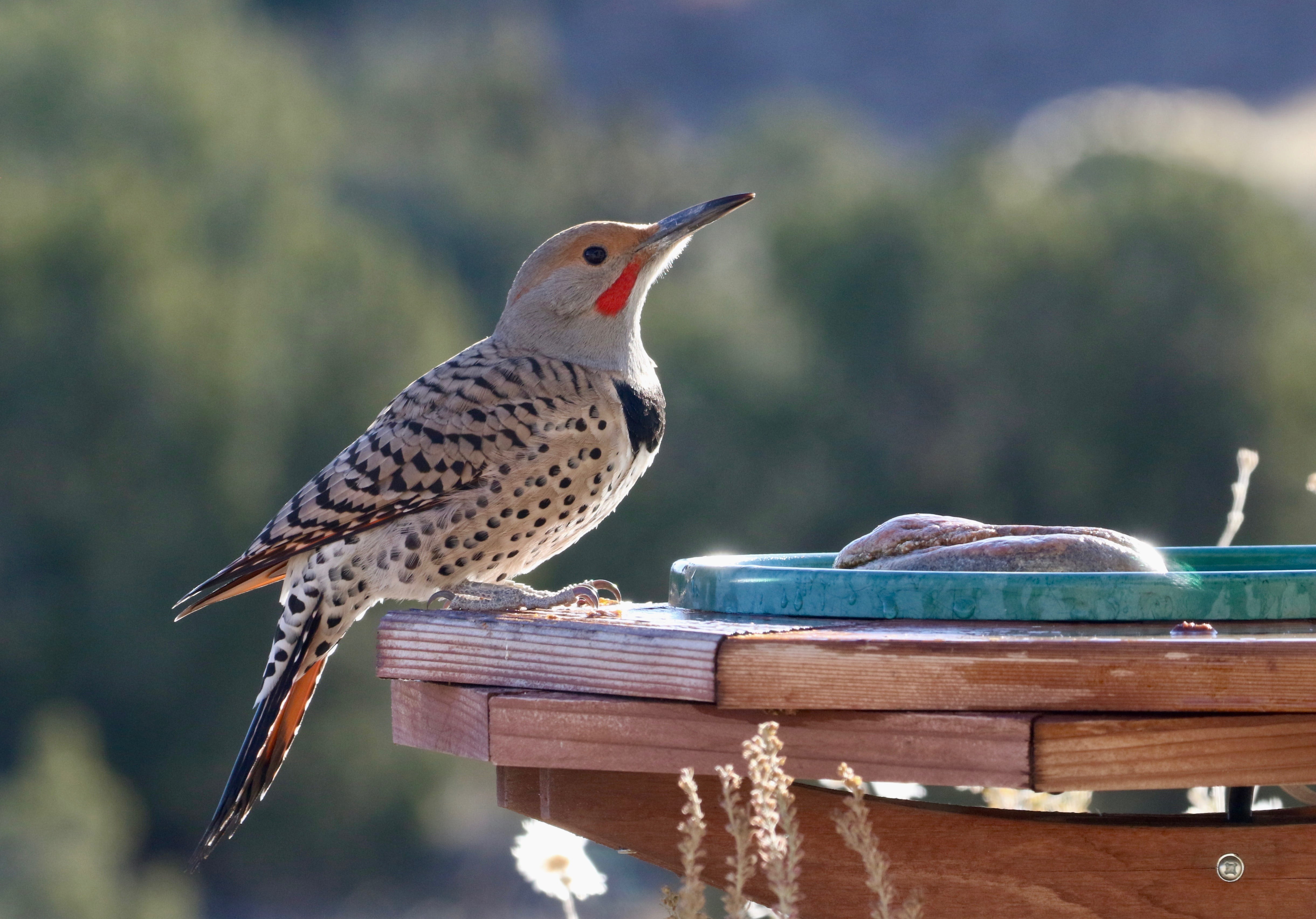 day, side view, flicker, food, vertebrate, bird feeder, no people, animal themes, outdoors, food and drink, table, animal wildlife, 4K, animal, focus on foreground, HD Wallpaper