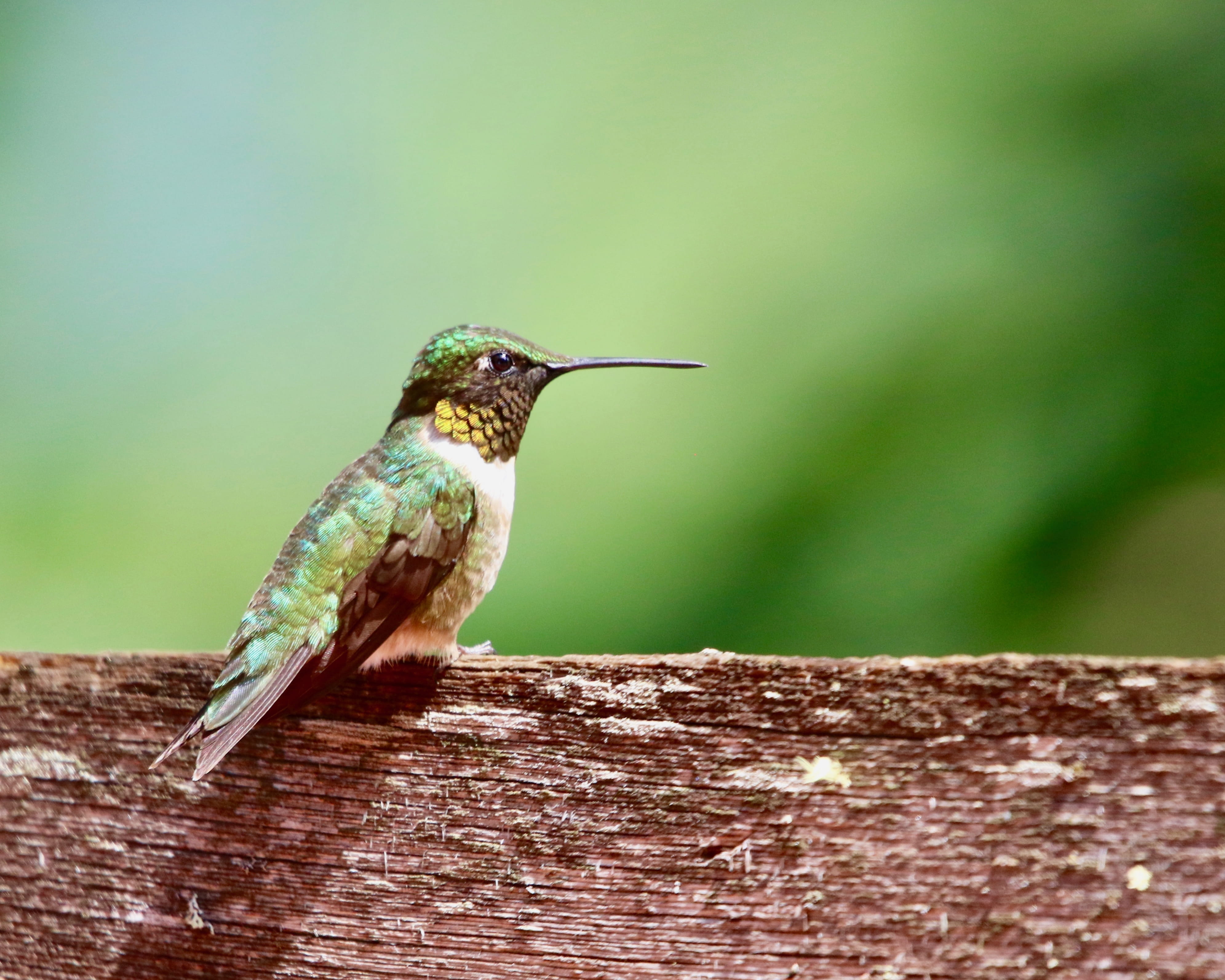 outdoors, focus on foreground, brown, woodpecker, green, close-up, kingfisher, day, 4K, animals in the wild, flicker bird, animal themes, one animal, surface, HD Wallpaper