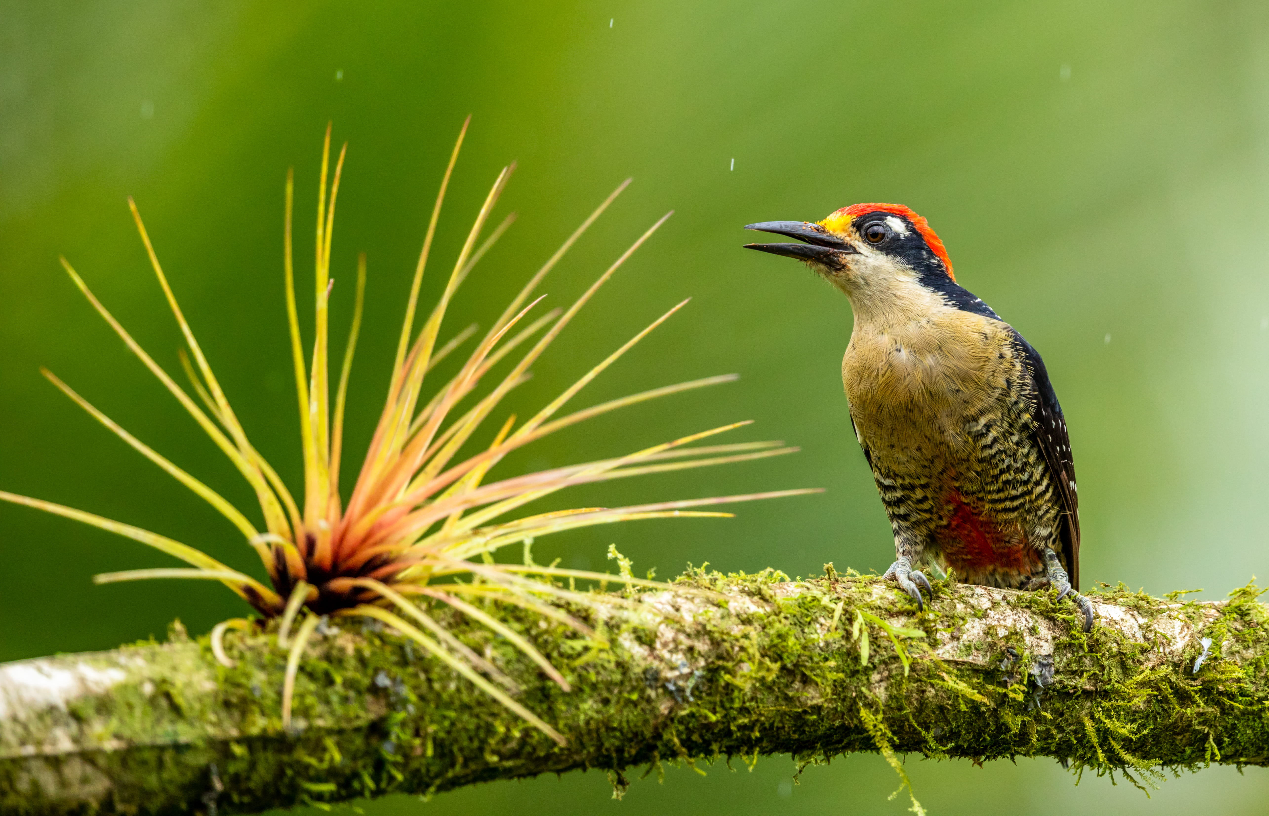 focus on foreground, one animal, branch, vertebrate, beak, white, branc, bee eater, animals in the wild, woodpecker, outdoors, animal wildlife, 5K, bird, HD Wallpaper