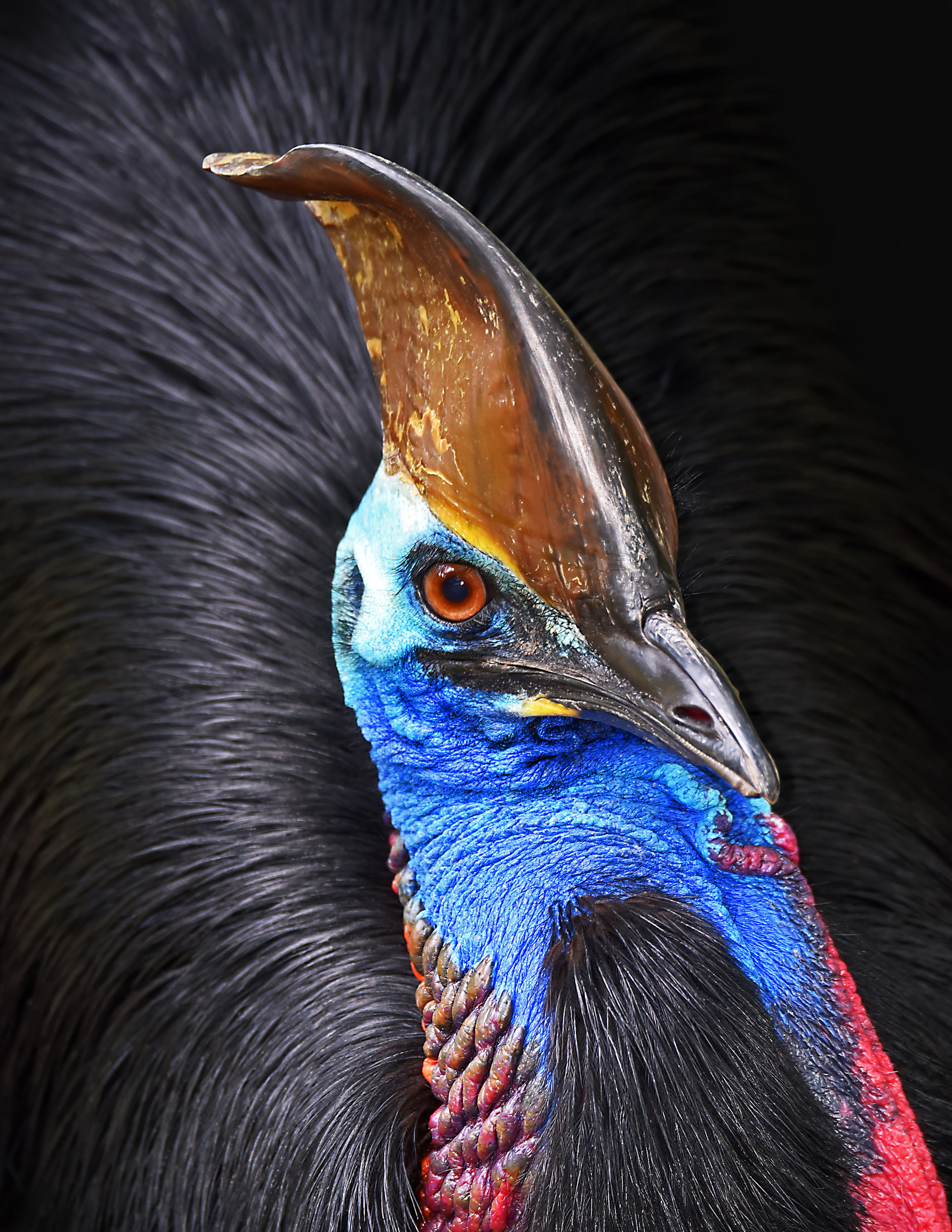 one animal, no people, male animal, david clode, wild, focus on foreground, australium, cassowary, animal, nature, bird, animal wildlife, animals in the wild, Phone HD Wallpaper