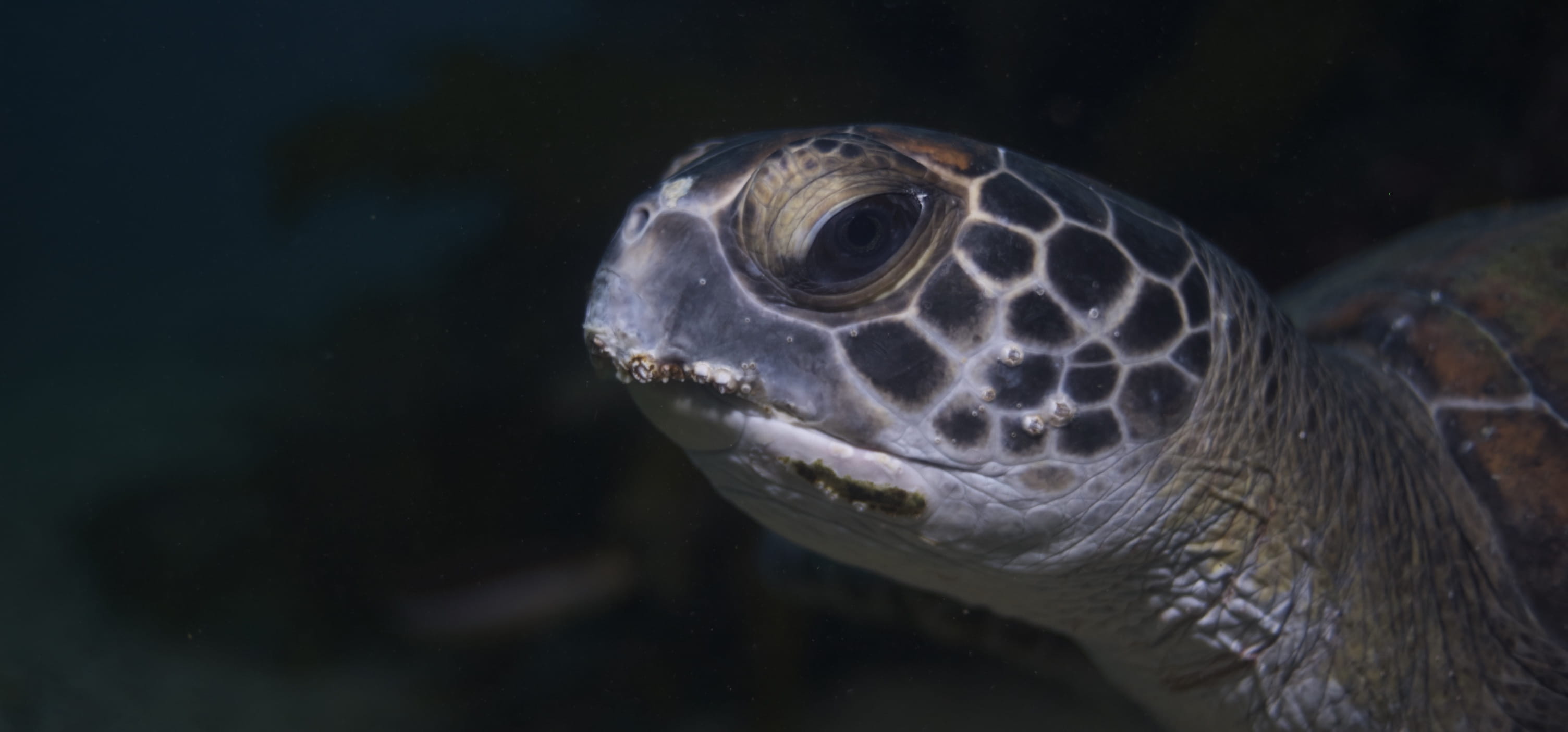 sea life, tortoise shell, animal wildlife, reptile, 2K, turtle, no people, close-up, animals in the wild, animal eye, animal themes, sydney, one animal, HD Wallpaper