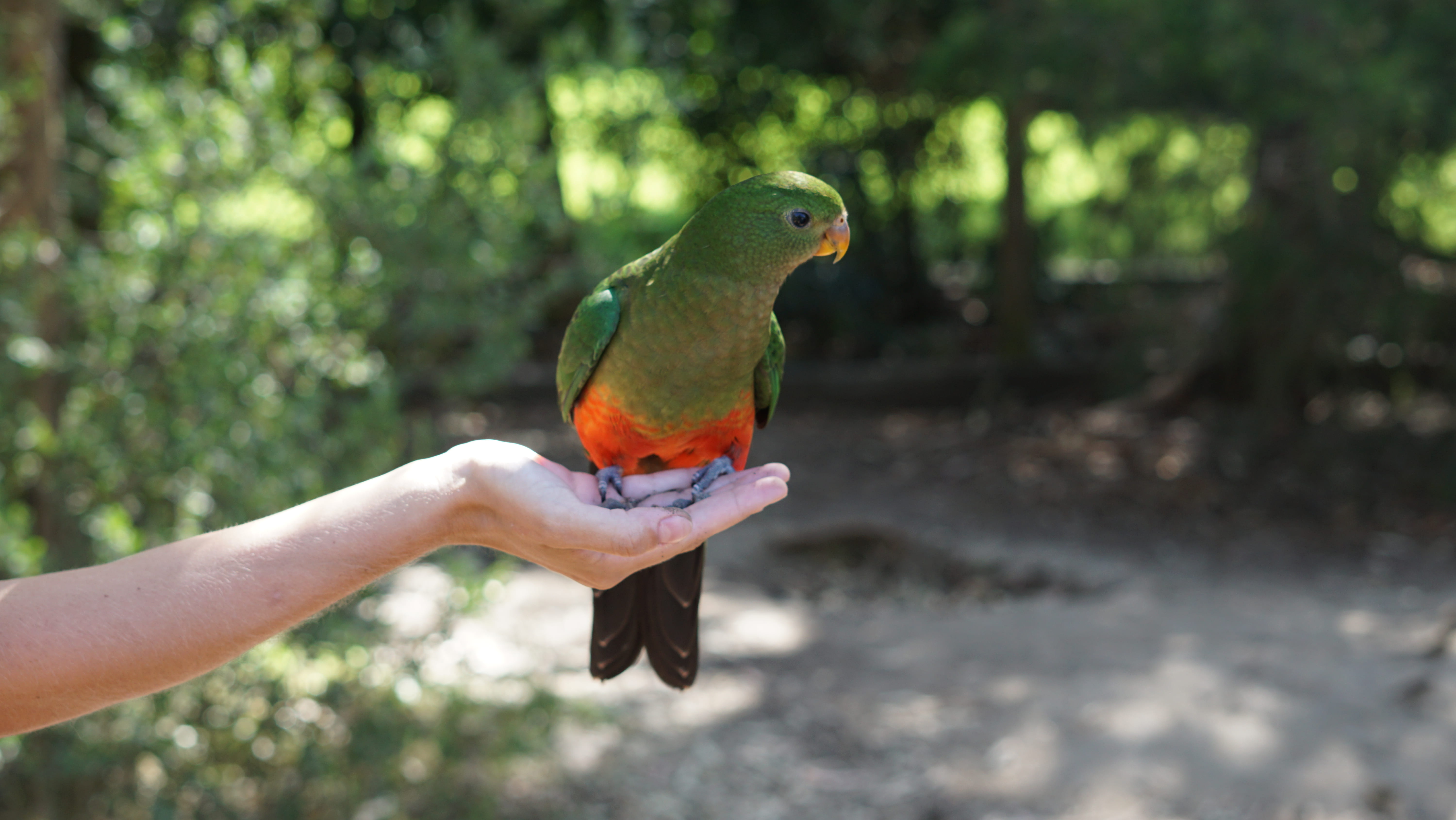green, vertebrate, parrot, 5K, wild, animal wildlife, outdoors, person, summer, body part, australium, park, human body part, day, perching, unrecognizable person, HD Wallpaper