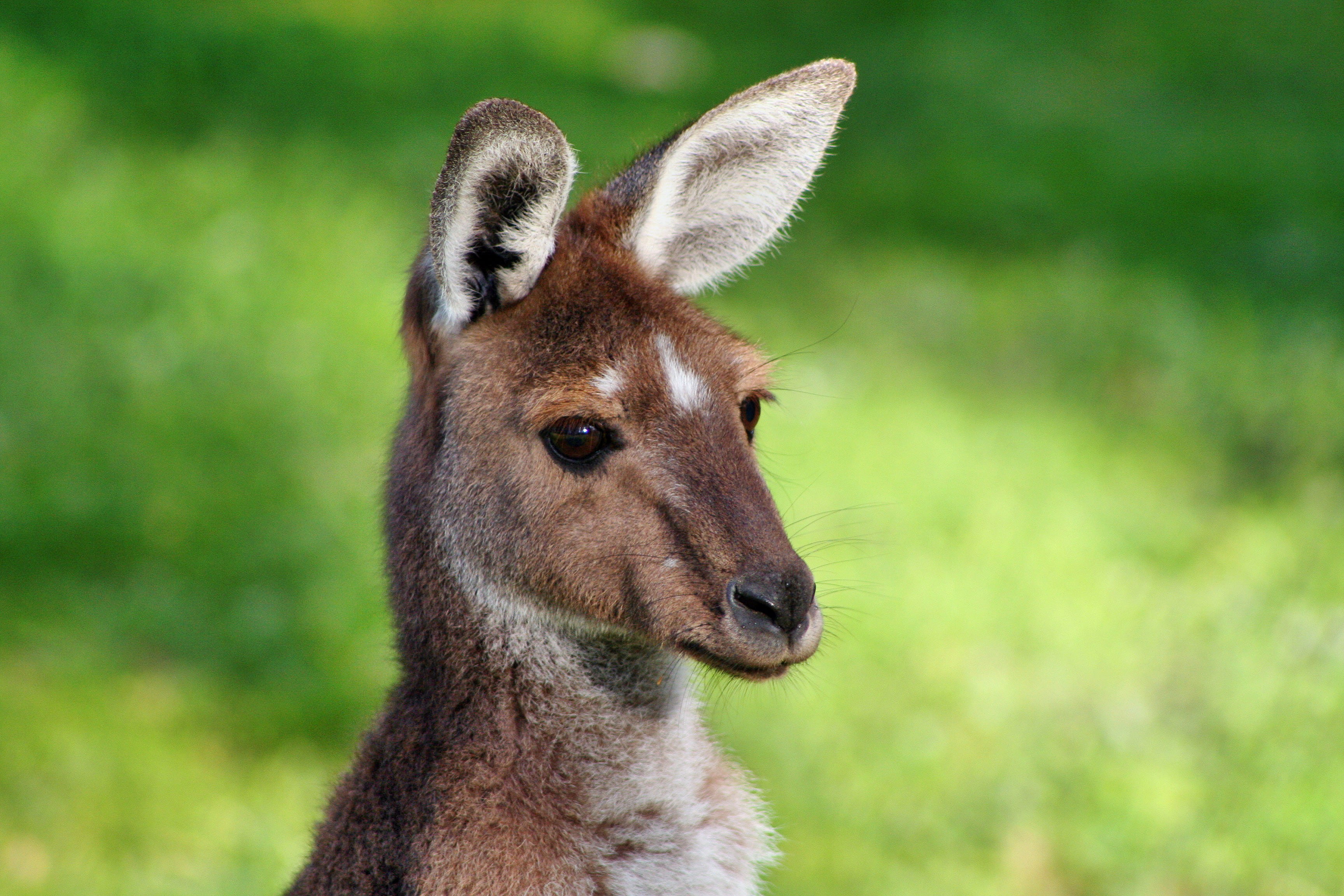 grey kangaroo, green, animal ear, mammal, field, focus on foreground, australium, portrait, animal, 2K, animal body part, wallaby, land, animal head, close-up, HD Wallpaper