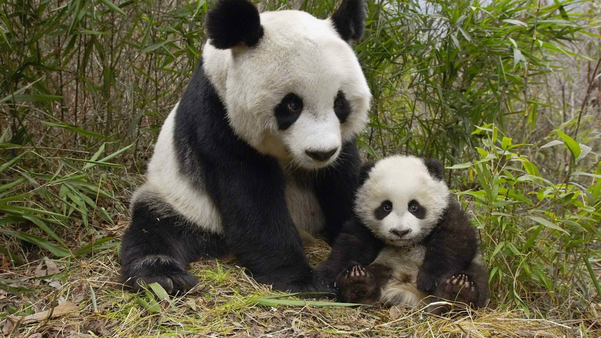 no people, endangered species, plant, giant panda, bamboo - plant, animals in the wild, eating, nature, bear, cute, mammal, 1080P, group of animals, animal themes, HD Wallpaper