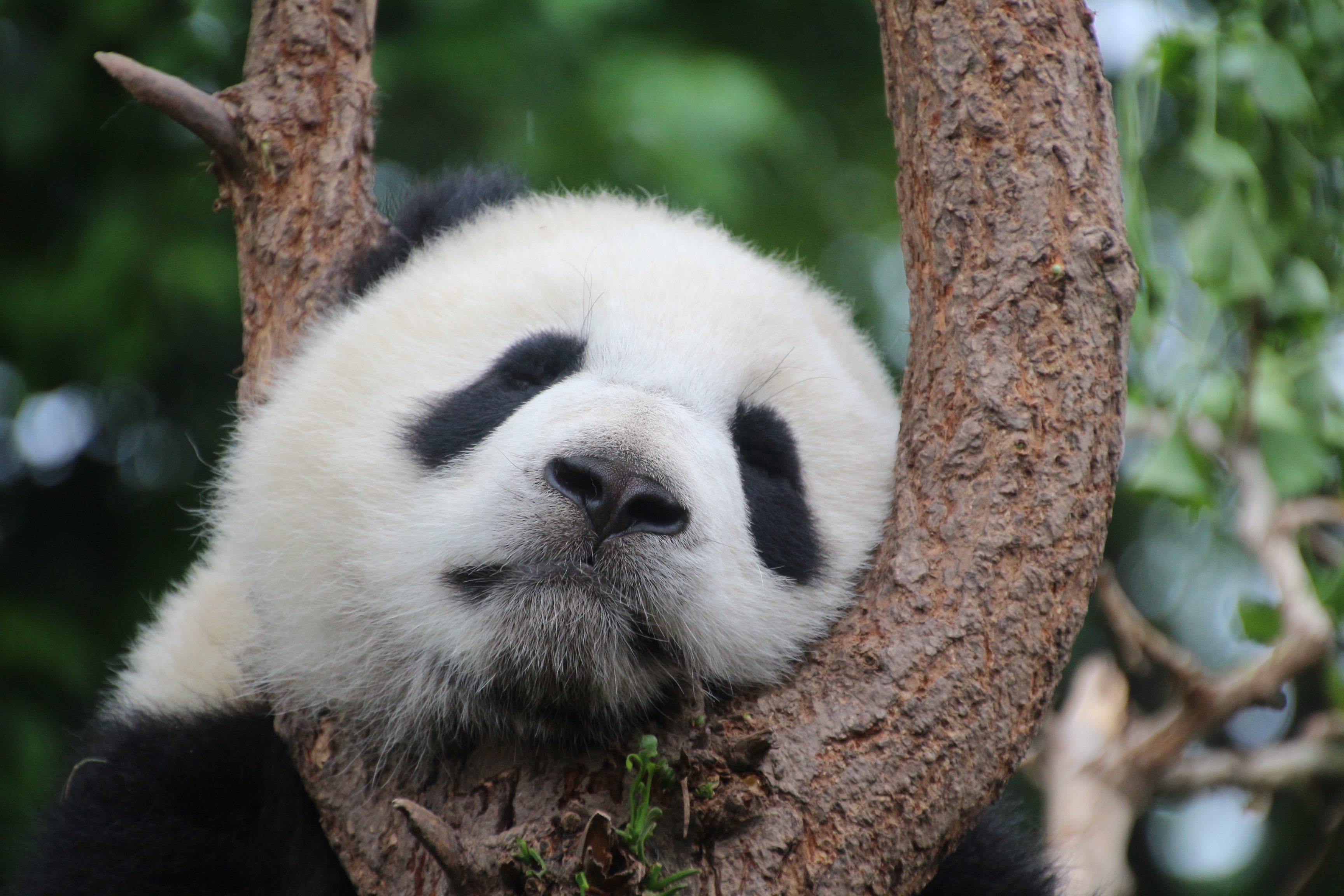 animal, china, relaxation, purry, animal wildlife, vertebrate, bamboo, tree trunk, rest, young animal, trunk, no people, animals in the wild, sleep, bear, HD Wallpaper
