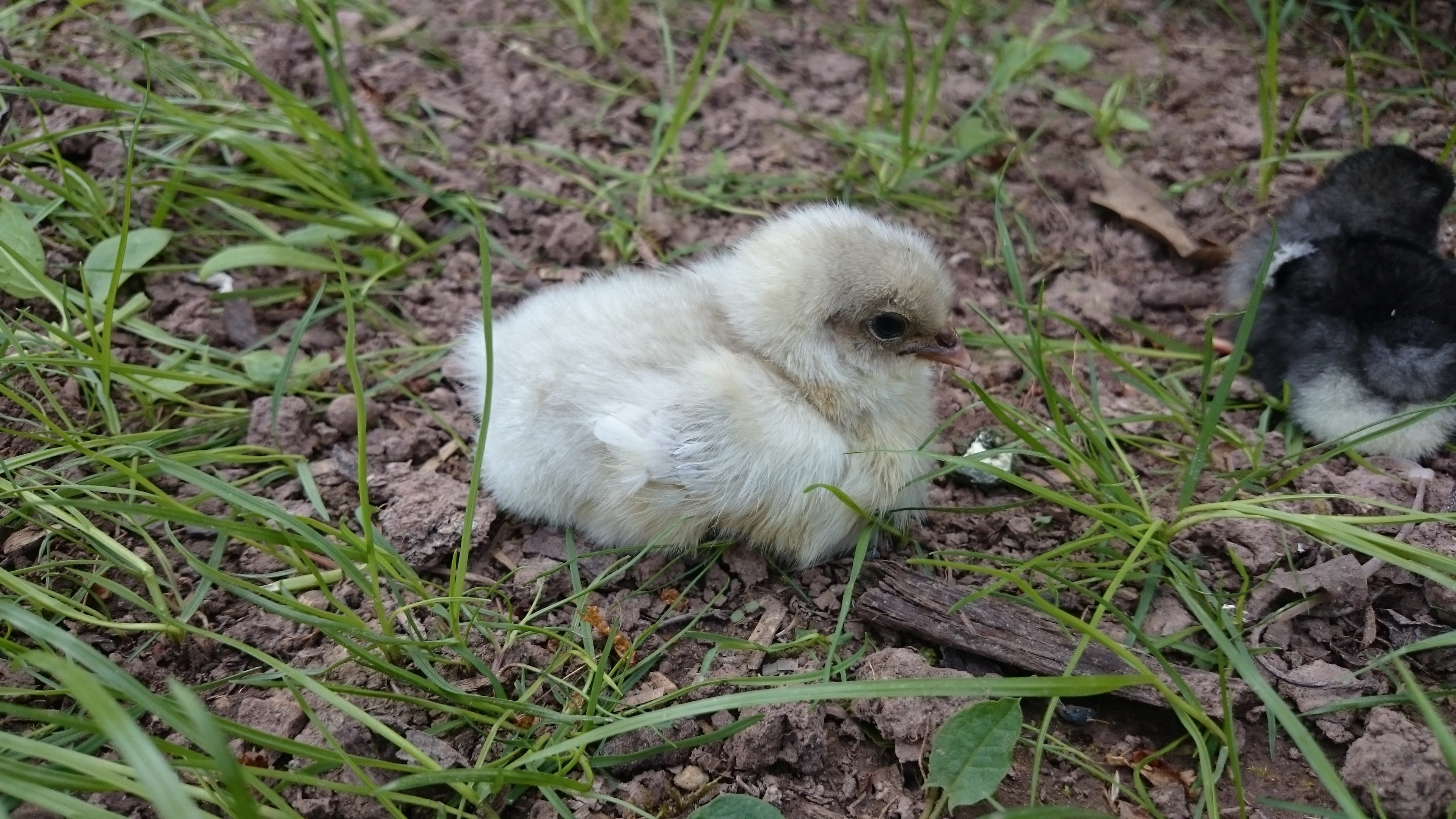 plant, 4K, young animal, chicks, mammal, vertebrate, gosling, nature, hen, field, blue, animal, jersey giant, land, outdoors, day, bird, young, animal wildlife, HD Wallpaper