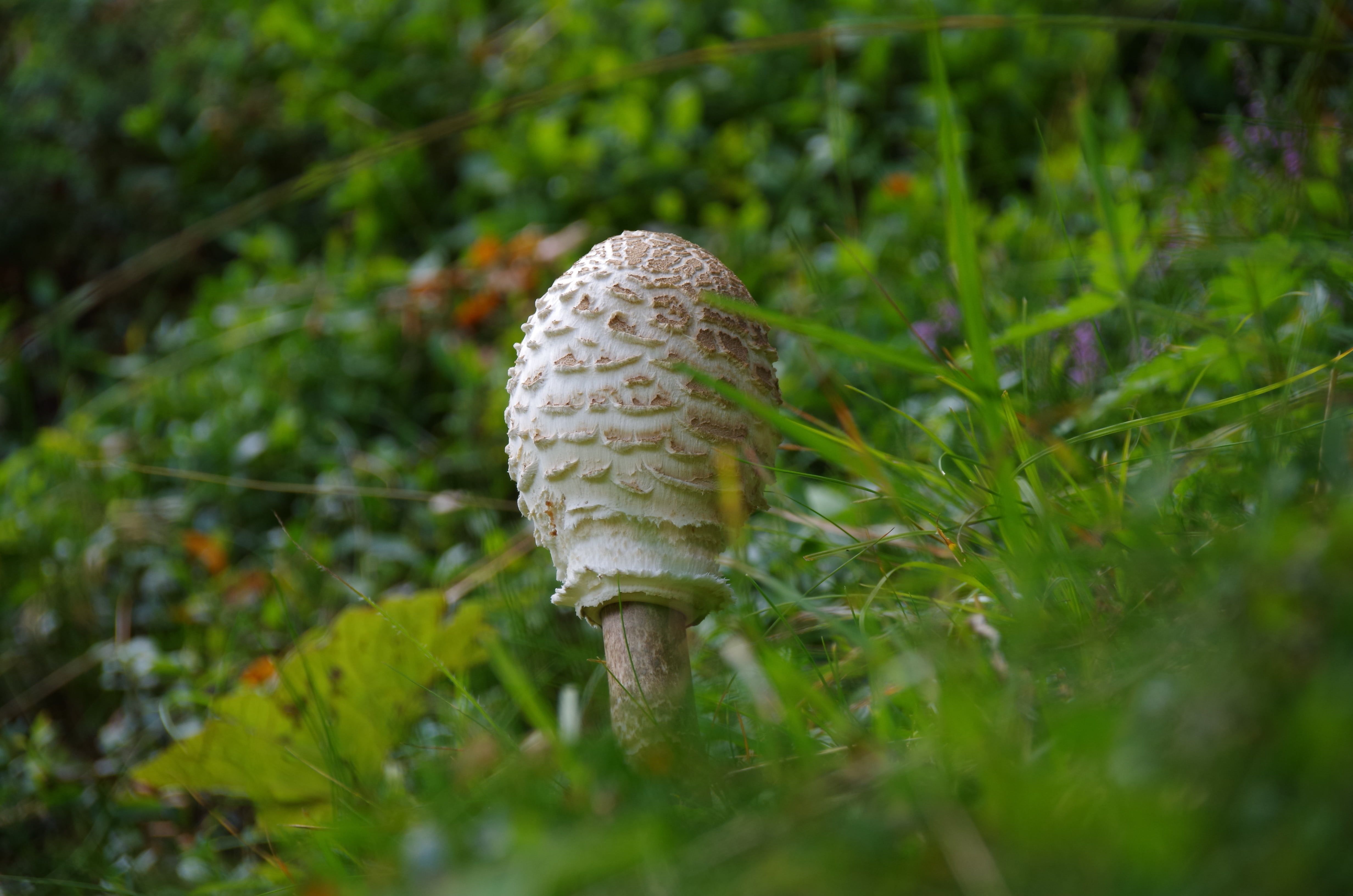 vegetable, grass, green color, screen, brown, plant, day, fungus, forest, giant schirmling, growth, mushroom, 4K, fly agaric mushroom, beauty in nature, HD Wallpaper