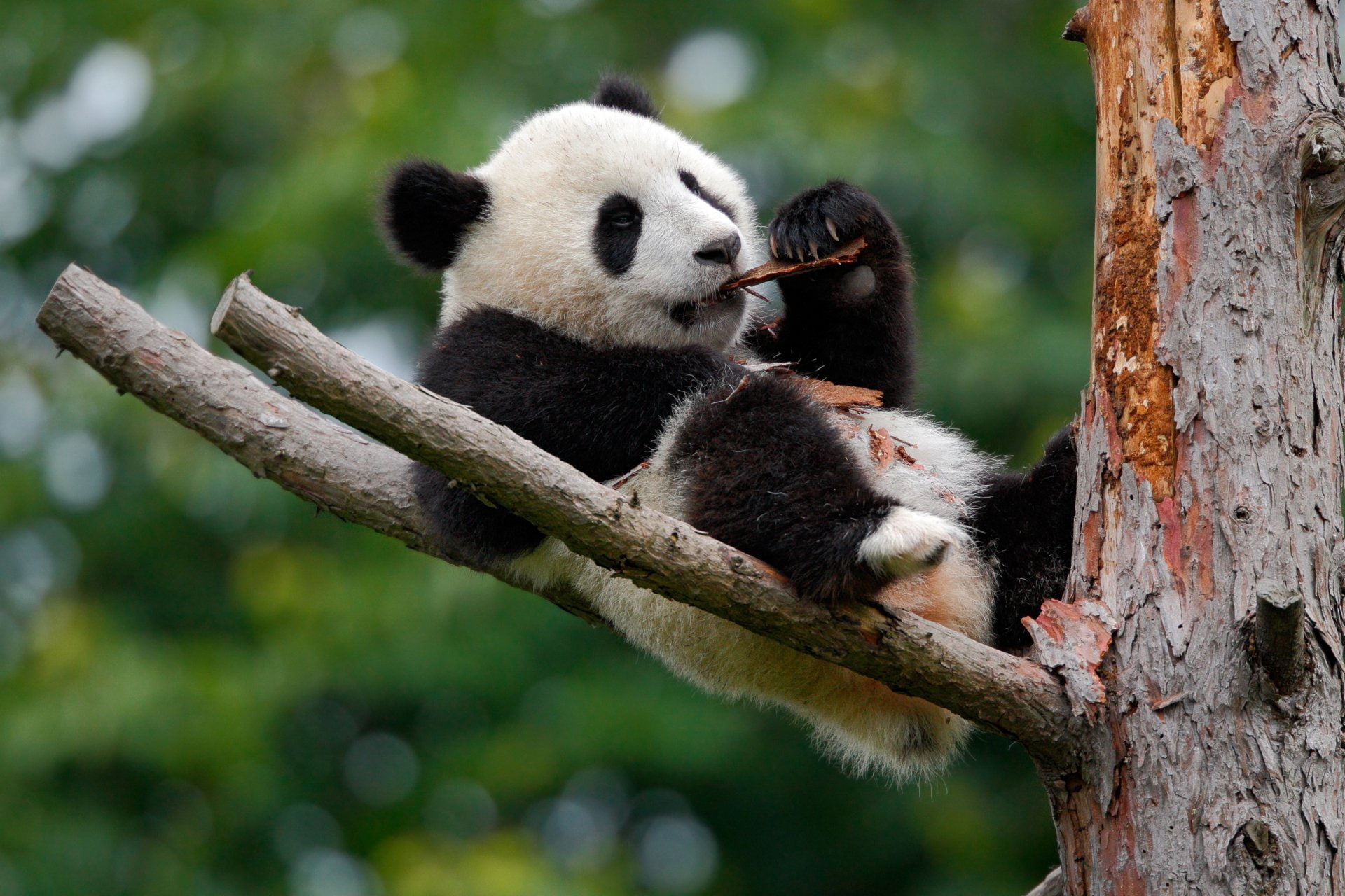 animals in the wild, animal wildlife, panda - animal, one animal, giant panda, animal themes, herbivorous, young animal, plant, zoo, no people, relaxation, HD Wallpaper