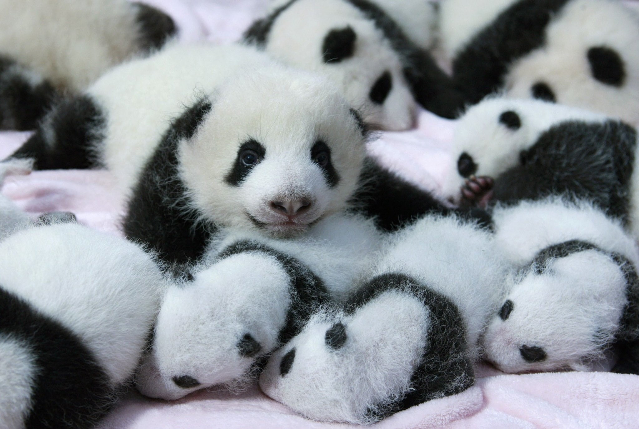 animal wildlife, no people, animal, giant panda, close-up, cute, young animal, vertebrate, animal themes, softness, relaxation, panda computer desktop backgrounds, HD Wallpaper