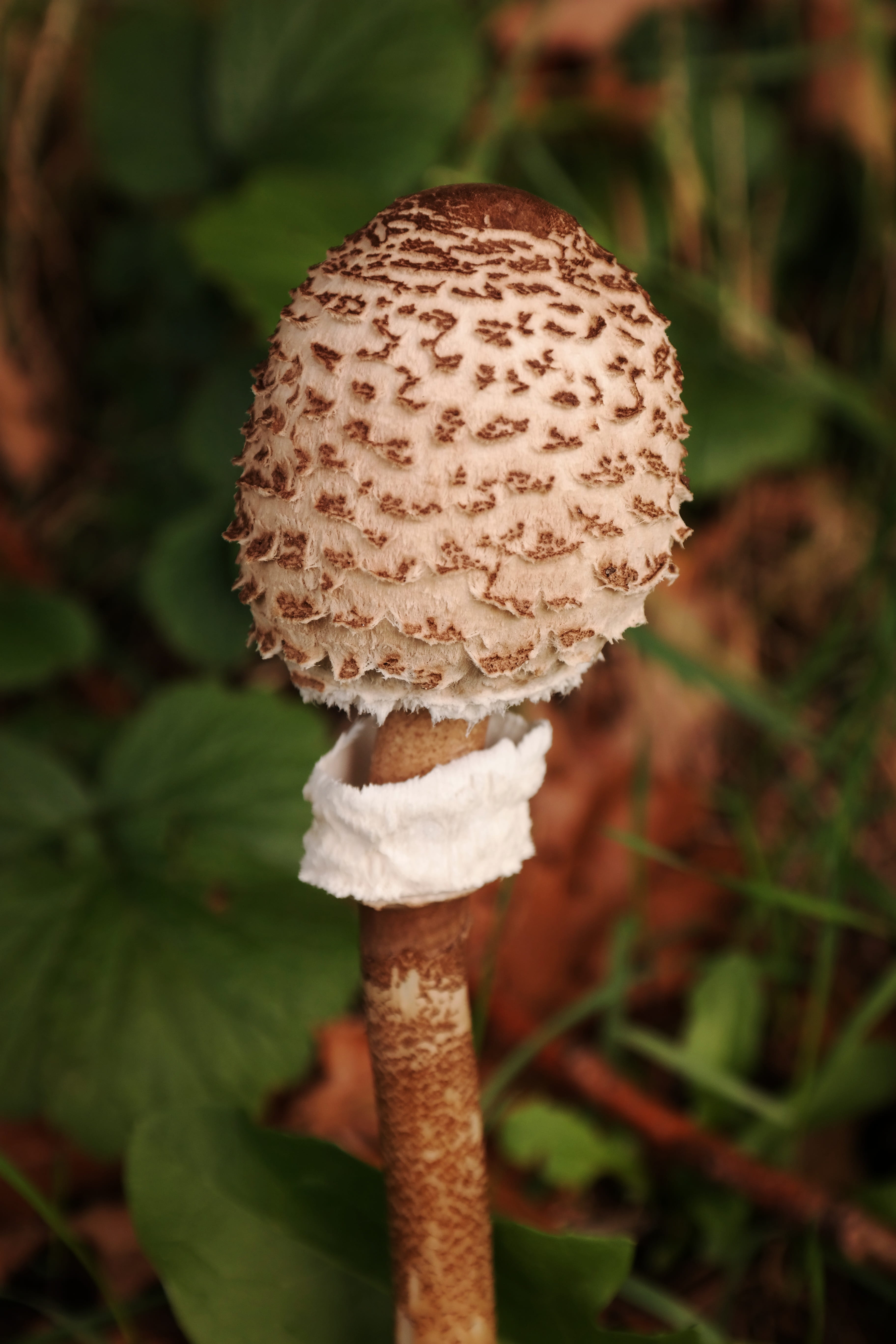 5K, close-up, fragility, scale, parasol, freshness, toadstool, mushroom, vulnerability, autumn, fungus, no people, food, giant schirmling, outdoors, nature, Phone HD Wallpaper