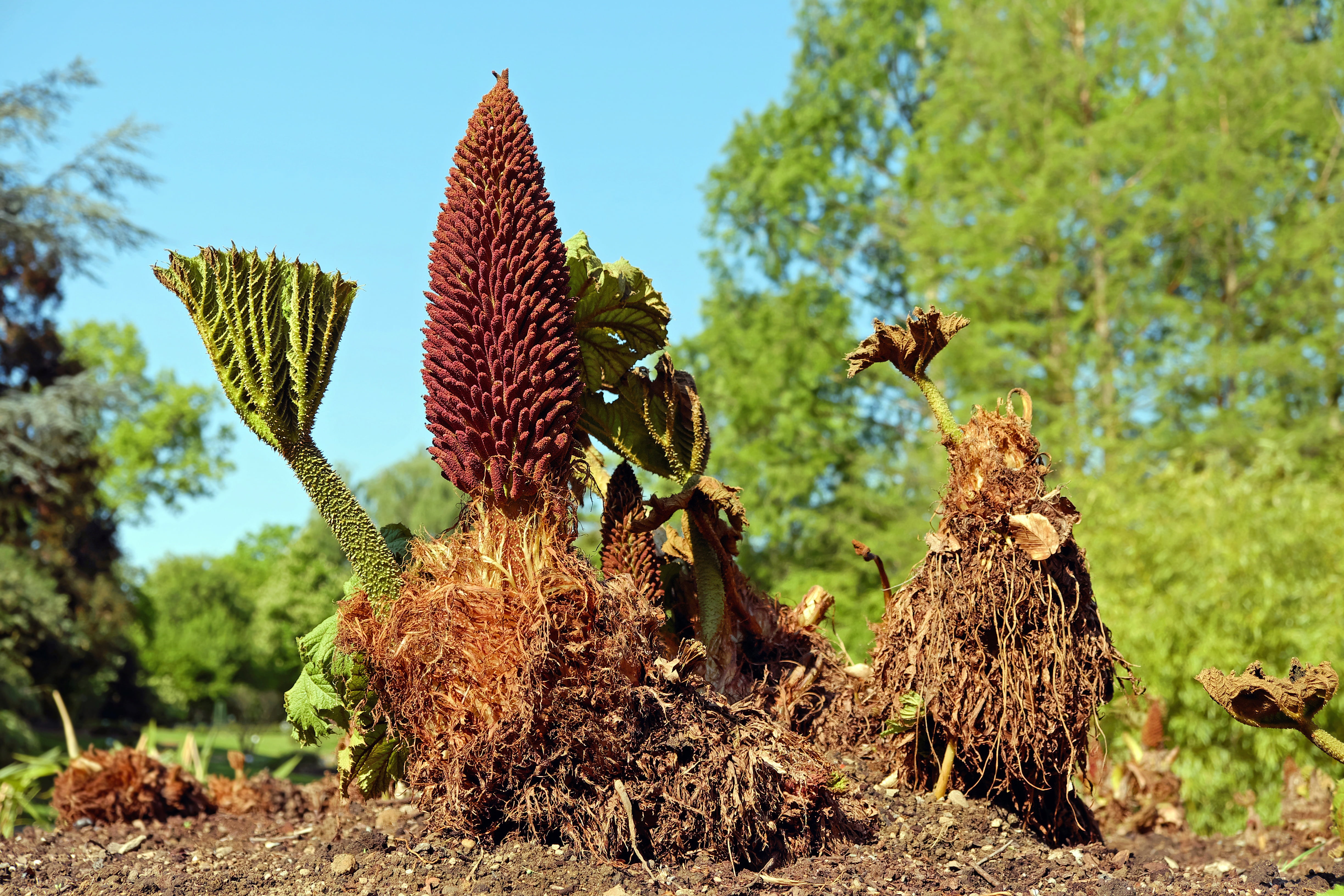 animal wildlife, tree, close-up, daytime, growth, brown, cactus, beauty in nature, land, full length, field, vulnerability, tropical ornamental, bloom, HD Wallpaper