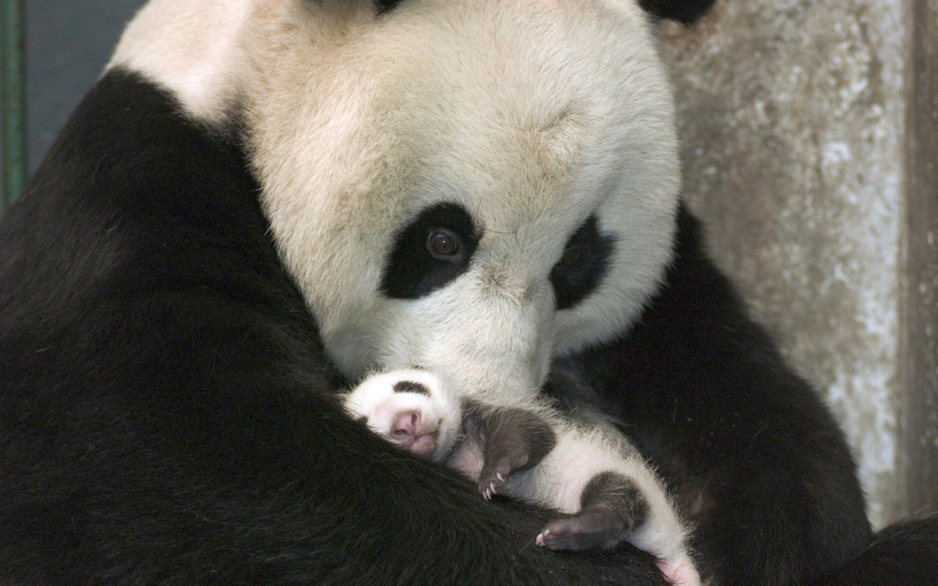 zoo, family, group of animals, mammal, animal, animal family, giant panda, cute, love, animal wildlife, close-up, panda - animal, young animal, relaxation, HD Wallpaper