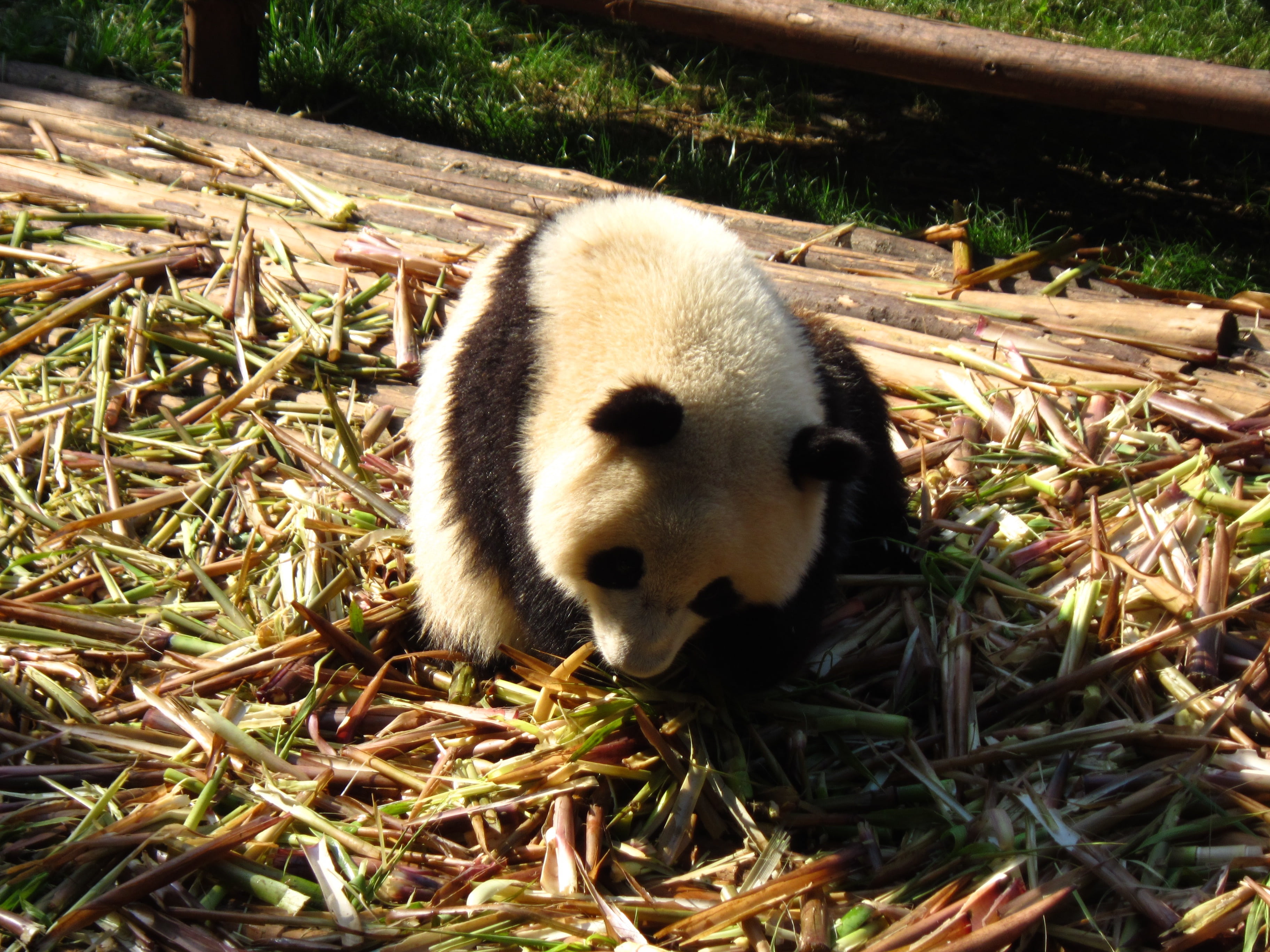 cute, animals in the wild, wildlife, plant, panda, bamboo - plant, bear, high angle view, mammal, sunlight, vertebrate, moe, herbivorous, nature, relaxation, HD Wallpaper