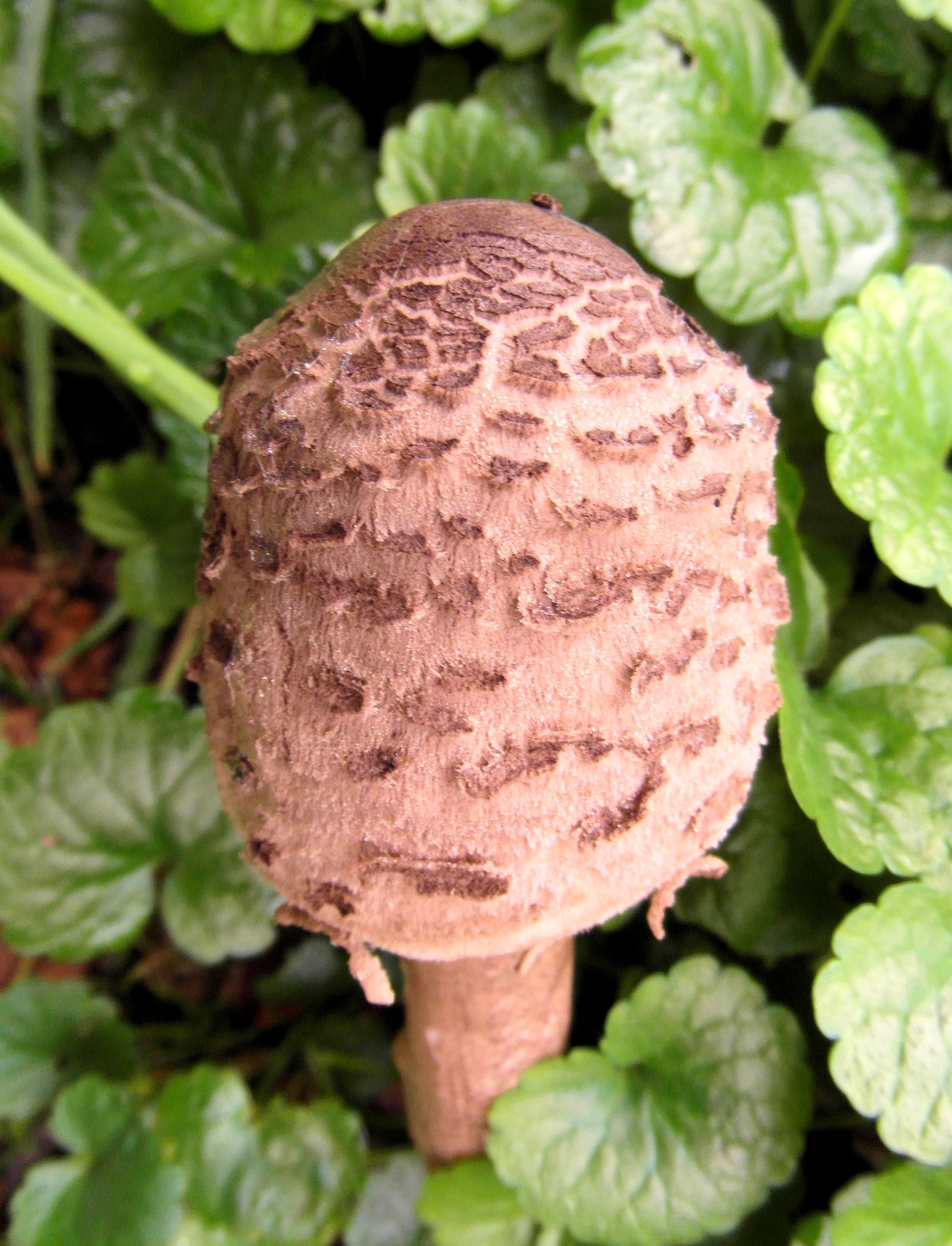 meadow, lettuce, close-up, drum mallets, studio shot, giant screen fungus, no people, forest, compost, food and drink, nature, mushroom, vegetable, 2K, Phone HD Wallpaper