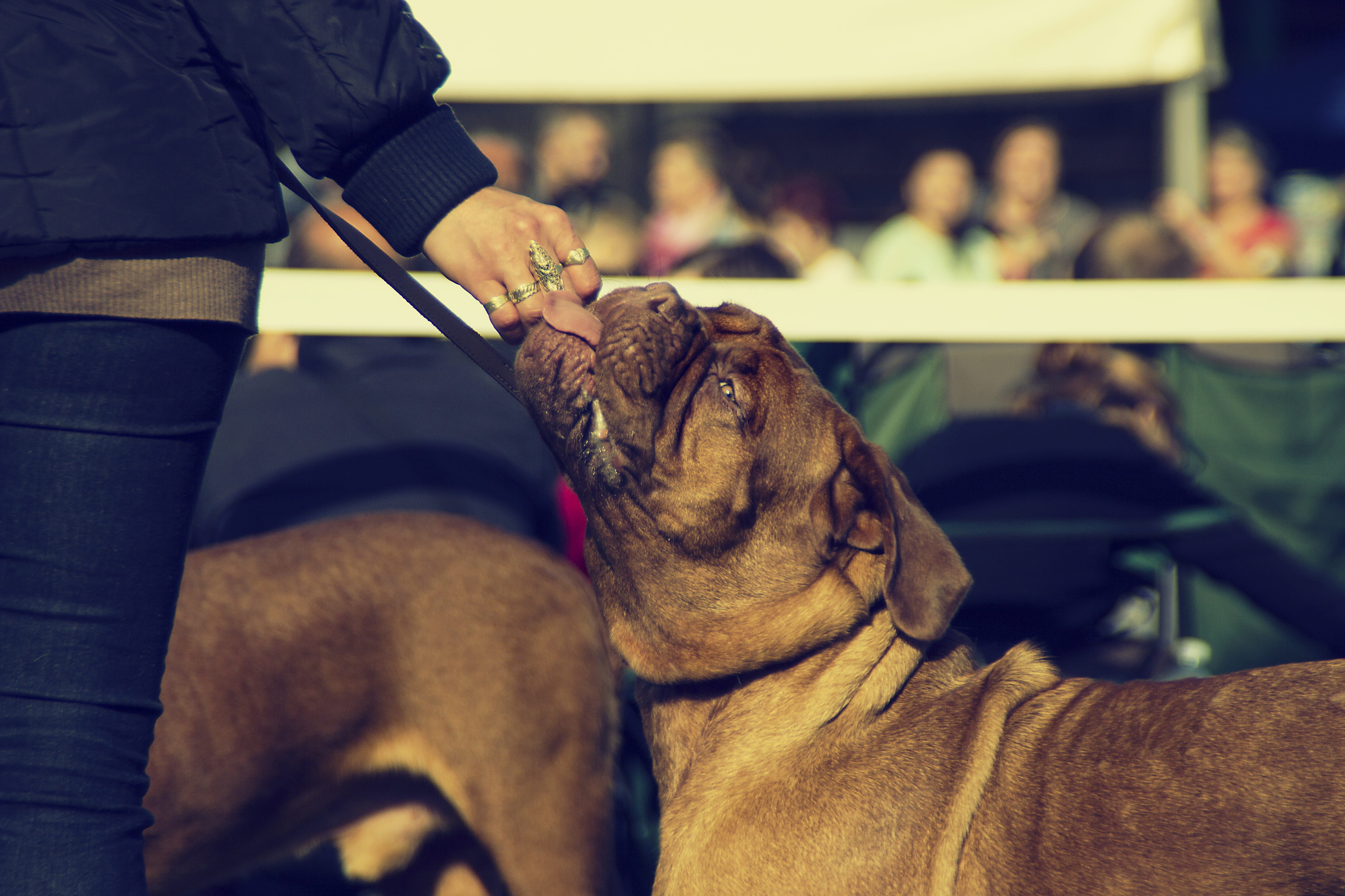 dogue, 5K, bordeaux, muscular, bred, red, young, one animal, french, human hand, focus on foreground, bull, beautiful, mammal, real people, wrinkles, short, HD Wallpaper